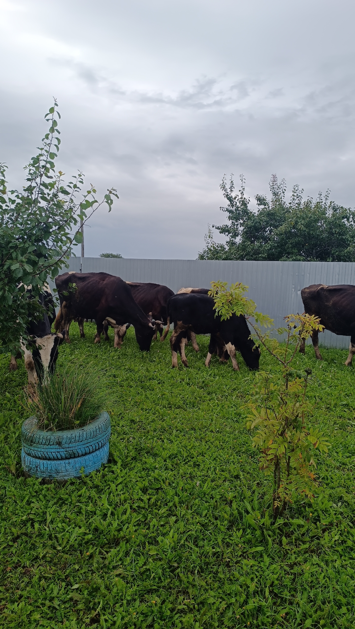 In an outdoor scene, a herd of cows grazes on a grassy area, likely a farm or rural property. The sky is overcast with heavy, grey clouds. A light-colored metal fence runs across the middle ground of the image, behind the cows. In the foreground, a blue-painted tire planter filled with tall grass sits to the left. A small sapling with yellowing leaves is positioned in the right-center of the frame. The overall atmosphere is subdued, typical of an overcast day. The image is set in the city of Karsha, Russia.