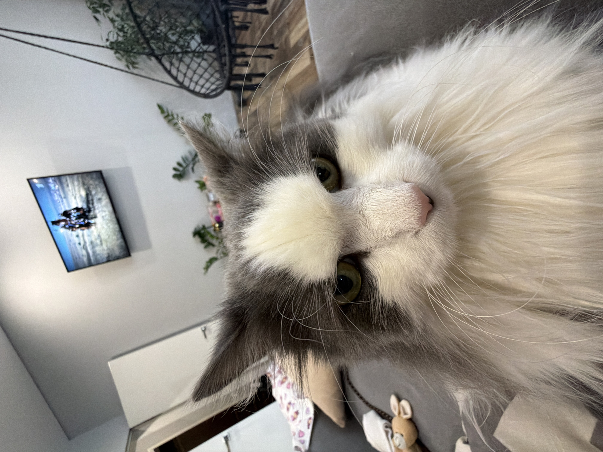 A gray and white cat with long fur lies on a gray surface, possibly a couch. The cat faces the camera directly. The background includes a television screen displaying an image of what appears to be a ski event. A hanging chair is visible in the upper portion of the background. A white cabinet or door is partially visible below the television. Based on the presence of the Russian language writing in a previous image, the photo was most likely taken in Chaikovsky, Russia. There are no people shown. Other visible objects are toys and possibly decorations around the background.