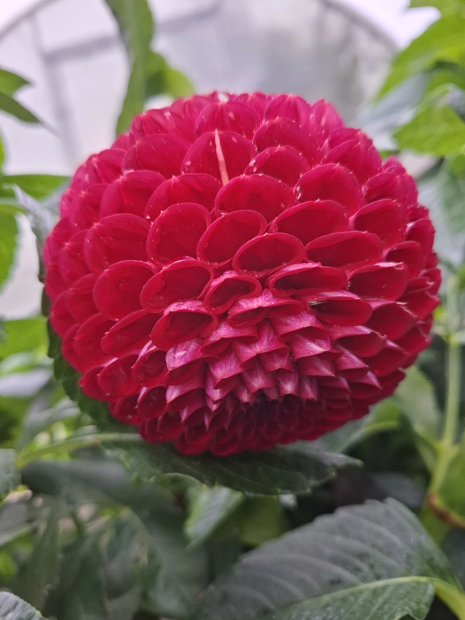 A close-up, eye-level shot captures a vibrant red dahlia flower in full bloom. The flower's tightly packed petals create a spherical shape, with the outer petals a deep crimson and the inner ones transitioning to a darker, purplish hue. Small water droplets glisten on the petals, suggesting recent rain or dew. The flower is set against a blurred background of lush green foliage, indicating an outdoor garden setting. The light appears natural, casting soft shadows and highlighting the flower's rich color. The image does not depict any specific landmarks or clues that would place it in Tyumen, Russia.
