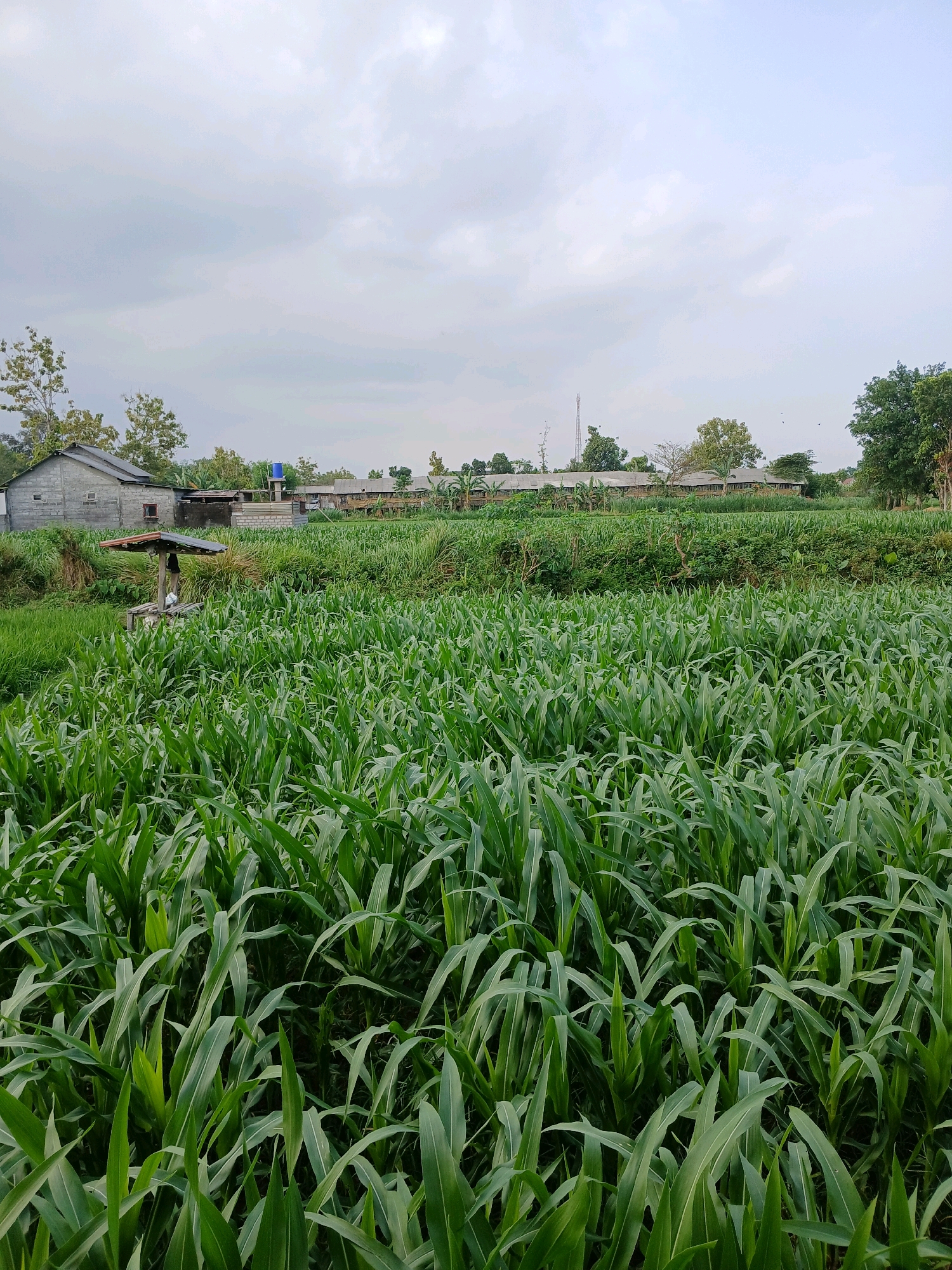 The image depicts a lush green field of tall crops, likely corn, filling the foreground and midground. The plants are vibrant and densely packed, with long, broad leaves. In the background, several structures are visible. To the left, a grey, cinderblock building with a dark-tiled roof stands prominently. Adjacent to it is a smaller structure with a reddish-brown roof, and further back, a series of long, low buildings with grey roofs are lined up. A bright blue water tank is situated atop one of these structures. The overall environment suggests a rural or agricultural setting. The sky is overcast with a soft, diffused light. The scene is located in Sitimulyo, Indonesia.