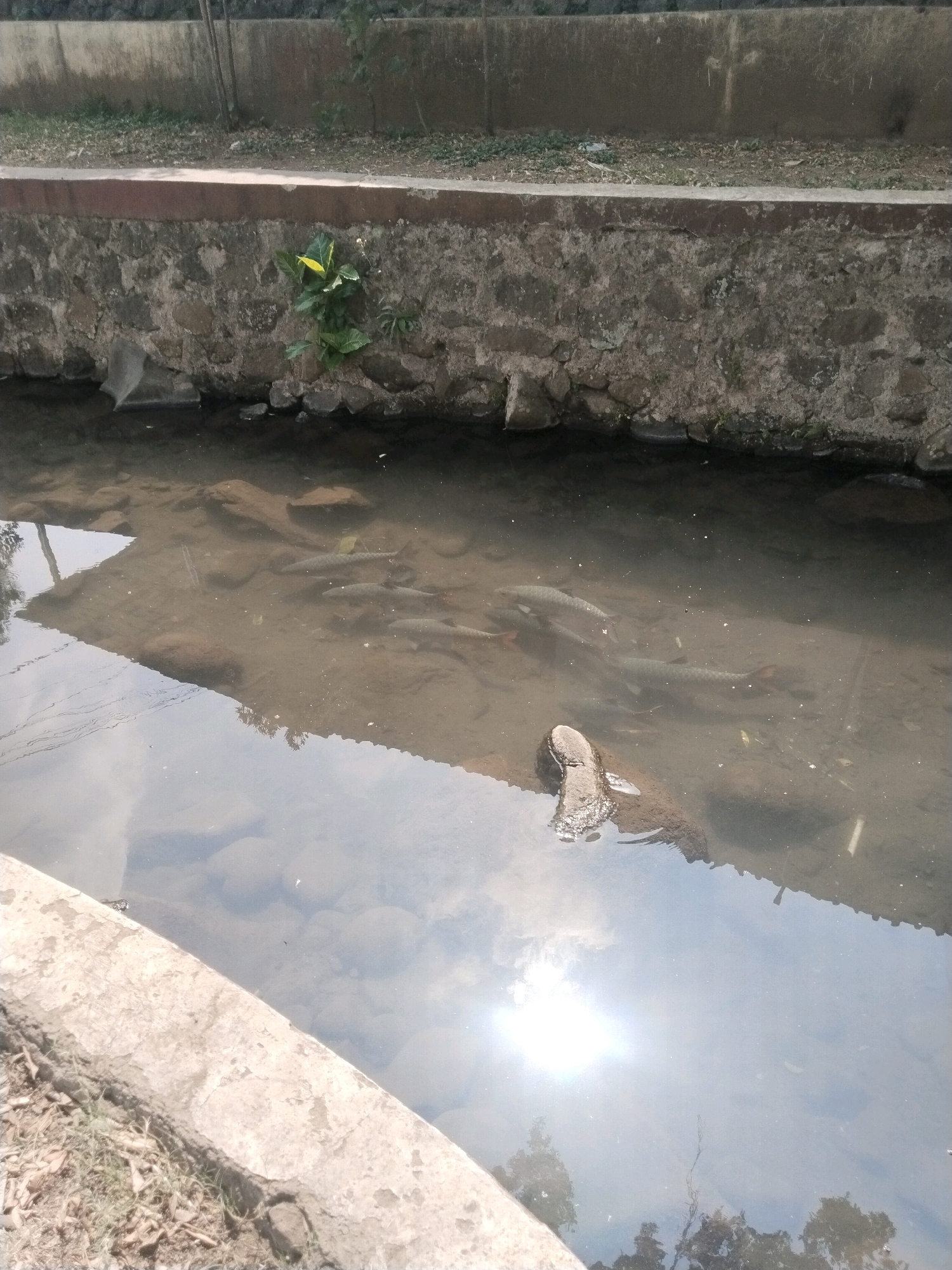 In the city of Cenggini, Indonesia, a narrow concrete canal with stone retaining walls contains a school of several fish swimming in murky, shallow water. The canal's edge is lined with dry leaves and sparse green vegetation. The water reflects the sky, showing patches of sunlight and scattered clouds, as well as the shapes of trees. One of the fish, larger than the others, is clearly visible near the center of the canal. A piece of driftwood or a large rock is partially submerged near the edge of the water.