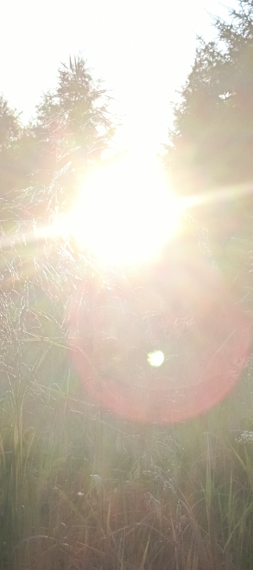 This is a vertically oriented, natural light photograph taken in Merchalovo, Russia. The image depicts a sunlit field of tall grass and vegetation, with trees visible in the upper portion of the frame. The sun is the dominant light source, creating a bright, hazy glow that washes out much of the detail. Lens flare, appearing as circular and linear streaks of light, is prominent throughout the image, particularly in the center and upper right. The grass is green and brown, with some lighter-colored vegetation interspersed. There are no people or animals visible in the scene. The overall impression is one of a bright, sunny day in a rural or semi-rural outdoor setting.