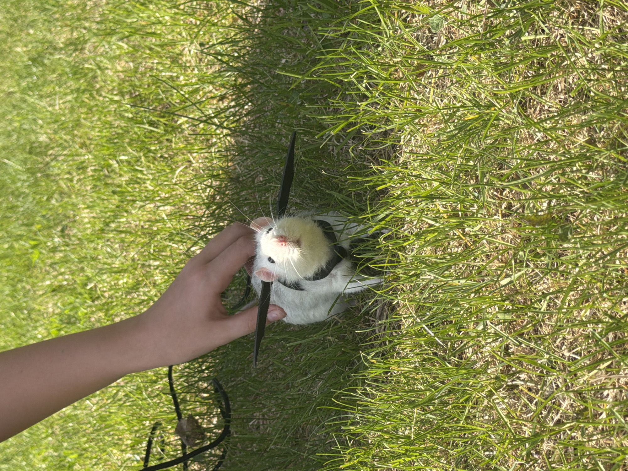 A white and gray rat is sitting in grass, partially obscured by blades of grass. A hand is touching the rat. The rat is wearing a black harness and a black leash is visible near the hand. The grass appears to be on a lawn or field. The location is likely not Dubovaya, Russia, since there is no evidence that this is a Russian locale.