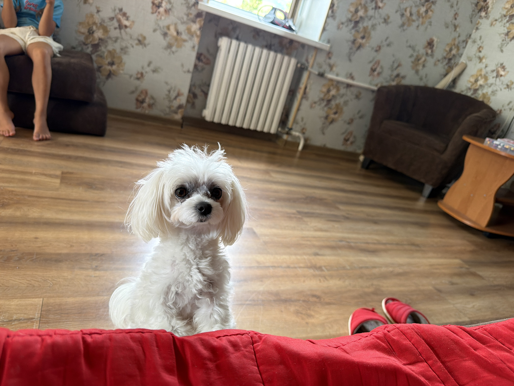 A white Maltese dog sits on a wooden floor in a room. The dog is facing the camera with its mouth slightly open. In the foreground, a red piece of fabric is visible. In the background, there is a radiator, a window, floral wallpaper, a dark brown armchair, and a wooden table with objects on it. To the left, a person's legs are visible, and they are sitting on a dark brown couch. Red slippers are on the floor near the dog. The scene appears to be an indoor domestic setting, possibly an apartment or house. There is no information available regarding the location within the city of Partenit, Ukraine.
