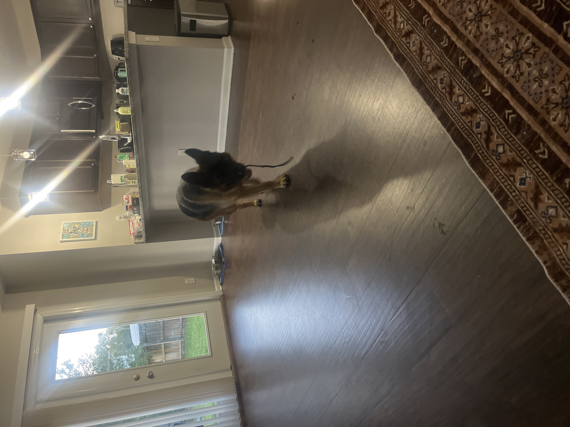 A German Shepherd dog is walking across a polished wooden floor in a residential interior. The dog is carrying a dark-colored object, possibly a toy or leash, in its mouth. The room appears to be a living area adjacent to a kitchen. In the background, a glass door leads to an outdoor space with a wooden fence and green grass. The kitchen area features dark cabinets, a countertop with various items, and pendant lighting. A trash can is visible near the kitchen counter. The floor is reflective, showing the overhead lighting. The image appears to be taken in Jacksonville, Florida, USA.