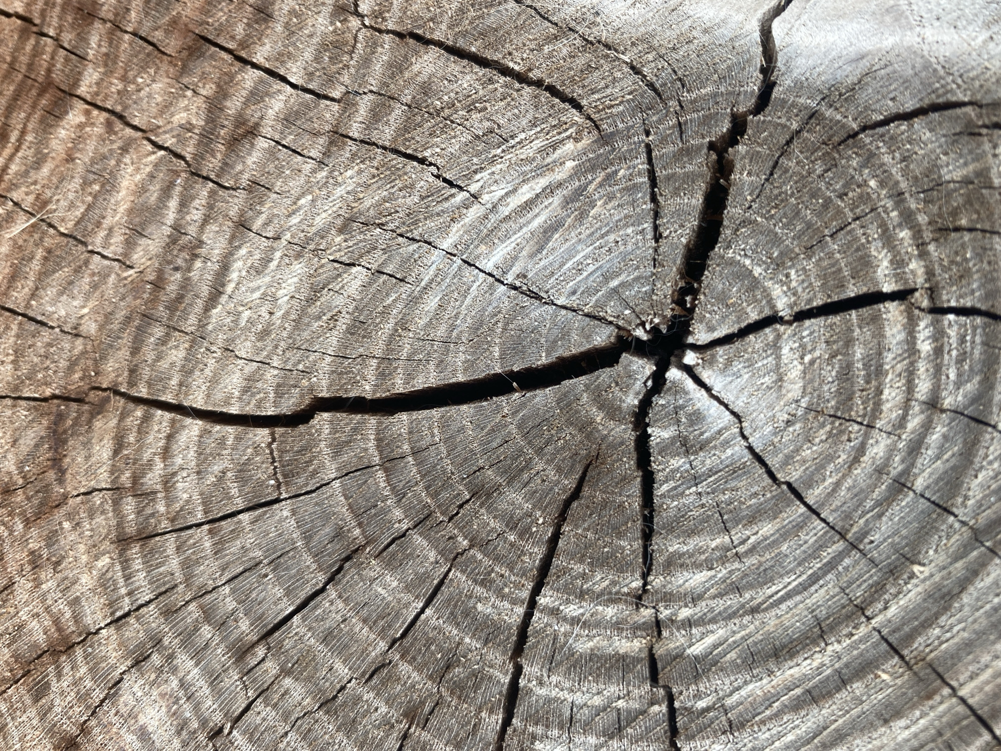 The image shows a close-up, overhead view of a weathered wood surface, likely a tree stump. The surface exhibits distinct growth rings, forming concentric circles that are interrupted by several deep, dark cracks radiating from the center. The texture is rough and aged, with visible grain patterns and lighter, splintered areas along the cracks. The lighting suggests an outdoor environment, casting shadows that accentuate the depth and texture of the wood. The setting is identified as Межводненское сельское поселение, Ukraine. There are no people or animals visible in the image, and no actions or interactions are depicted.