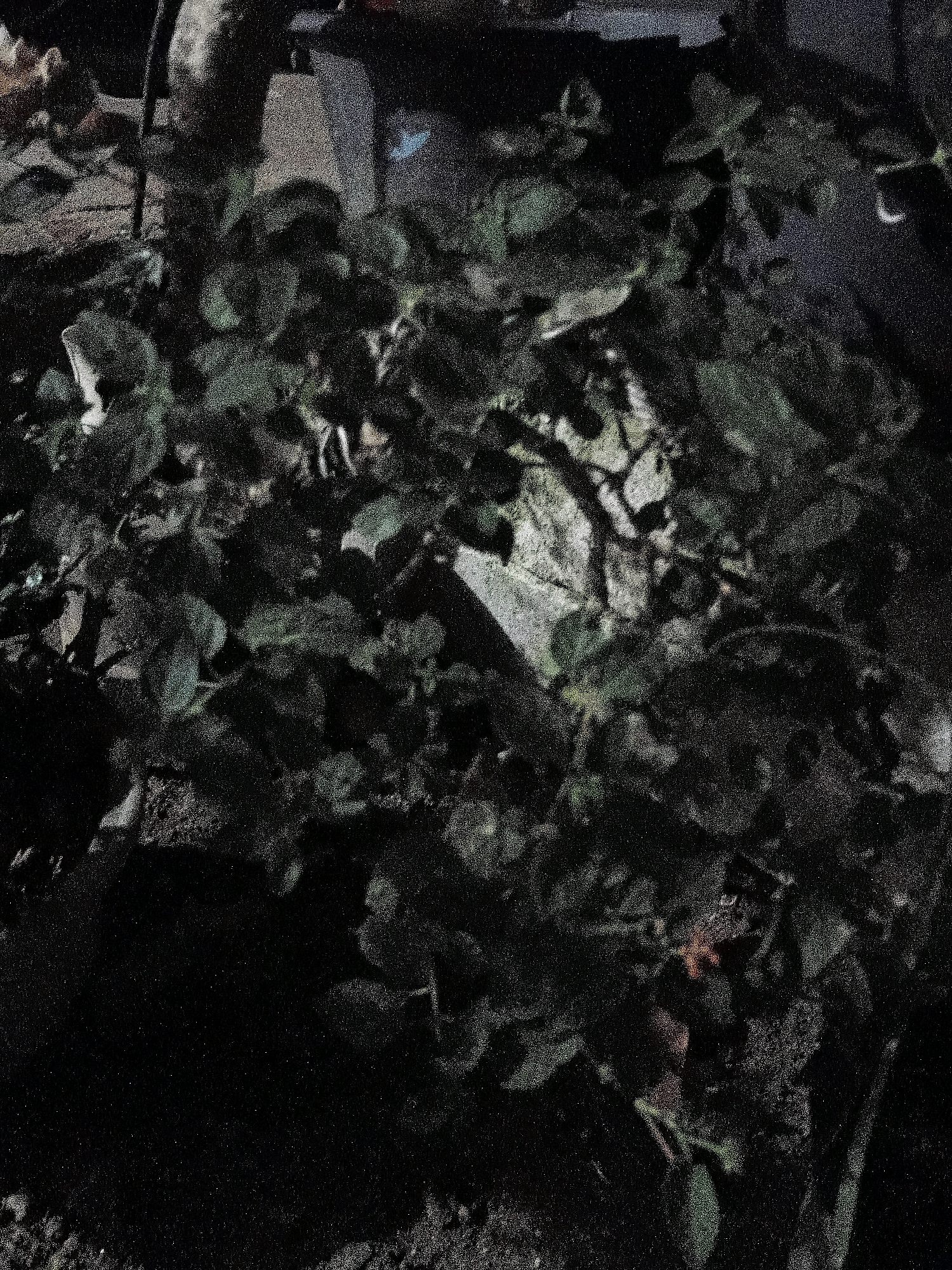 The image depicts a close-up view of dense, dark green foliage. The leaves are varied in shape and size, overlapping and obscuring much of what lies beneath. Some lighter-colored objects, possibly stones or debris, are partially visible amongst the leaves. The overall impression is one of overgrowth and shadow, with limited light penetrating the dense vegetation. The scene is likely an outdoor setting, possibly a garden or natural area, given the presence of plants and soil. There are no clear indications of human activity or specific urban features that would pinpoint a location within the city of Cikal, Indonesia. The image is grainy and lacks sharp detail due to its low resolution and lighting conditions.