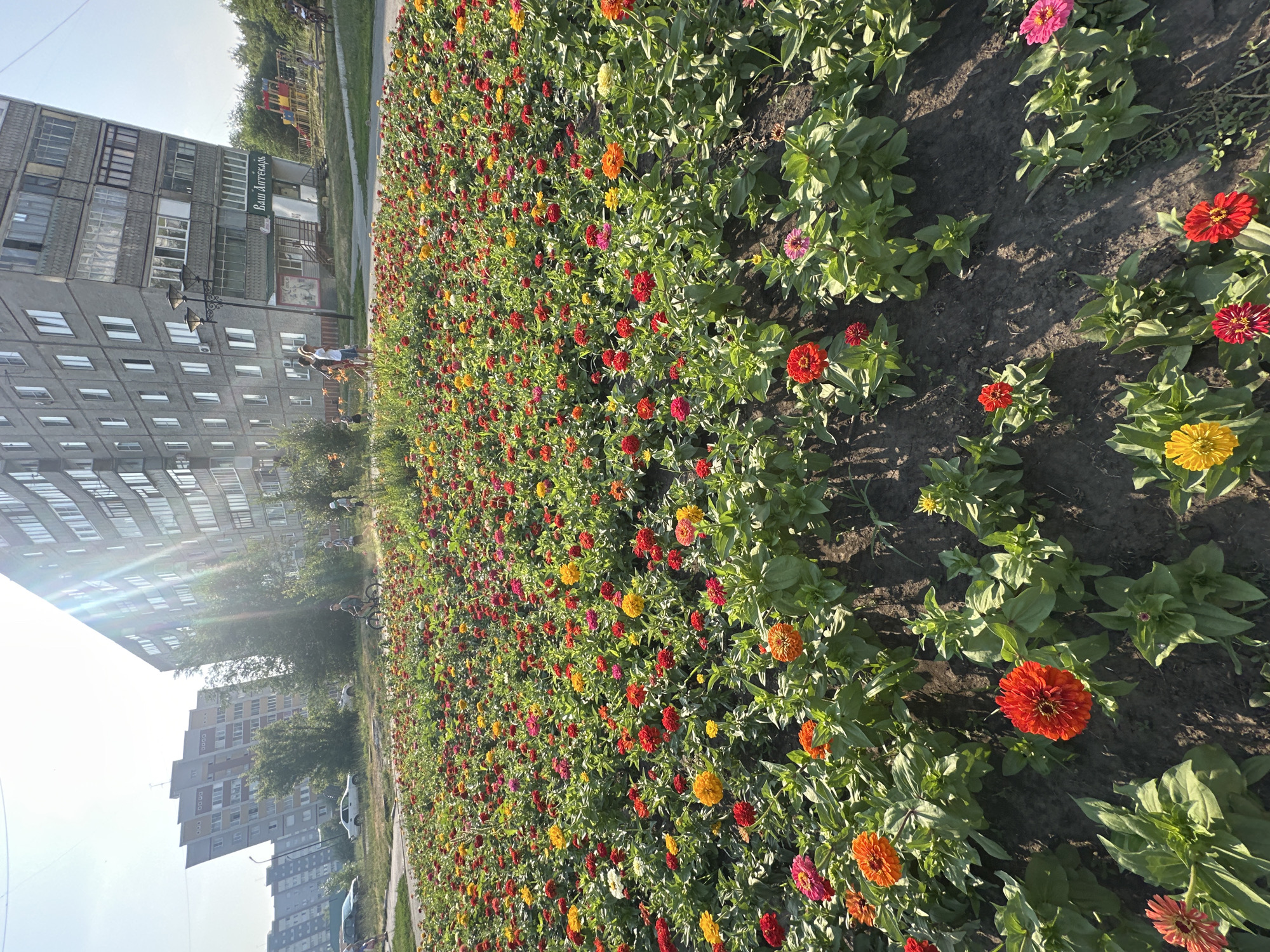The image depicts a bright, sunny day in Novoaltaysk, Russia. In the foreground, a vibrant flowerbed is densely populated with zinnia flowers in various colors, including red, orange, yellow, and pink. The flowers are in full bloom, with their green foliage creating a lush backdrop.
Behind the flowerbed, a paved walkway is visible, and beyond that, a playground with colorful equipment. Several people are scattered throughout the scene. In the middle ground, a person is riding a bicycle, and two children are walking on the path. Further back, near the playground, a person is seen on a bicycle and another child is playing.
Dominating the background are several tall, grey apartment buildings with multiple floors and balconies. One building in particular has a striking architectural design, appearing to lean or be contorted. The sky is clear and bright with visible sun flares. The overall scene conveys a sense of urban life with elements of nature and recreation.