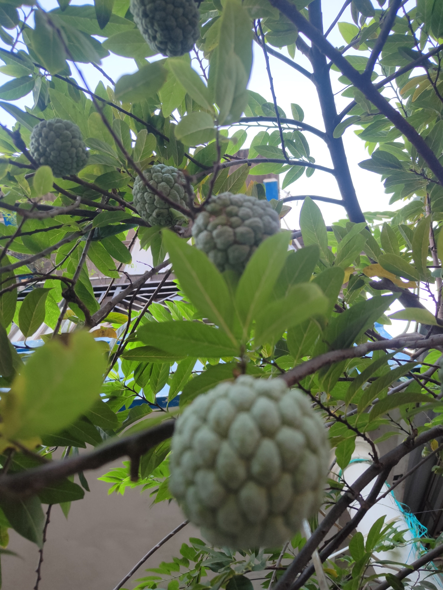 The image displays a close-up view of a custard apple tree with several custard apples (Annona squamosa) growing on its branches. The fruits are round and covered in segmented, scale-like patterns. Lush green leaves are abundant on the tree, interspersed with dark brown branches. The background shows a bright sky and hints of buildings, suggesting an outdoor setting in a residential area. The image appears to be taken from a low angle, looking upwards into the tree. The overall impression is one of natural growth and abundance. There are no people or animals visible in the image. This scene is likely from the city of Kauman, Indonesia, where custard apple trees are common.
