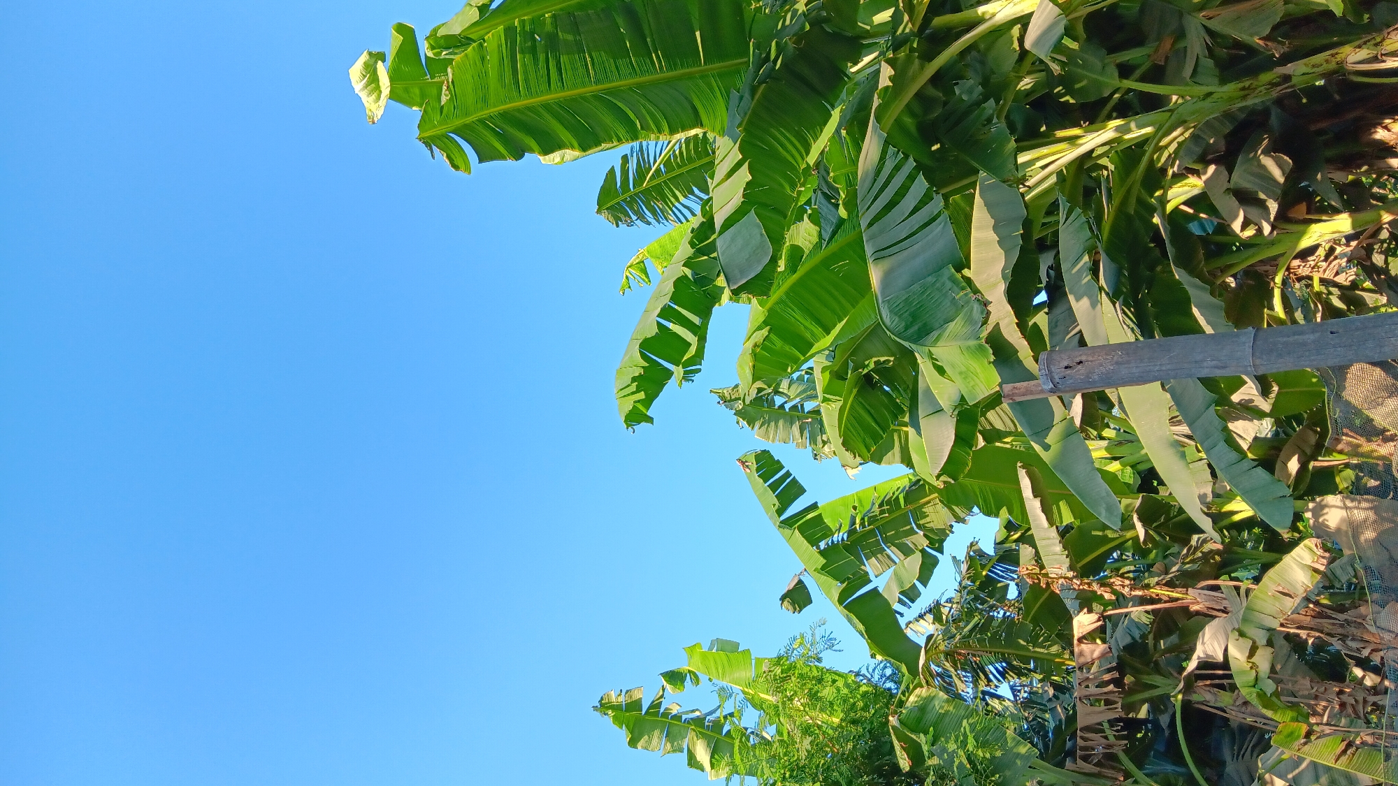 The image depicts a cluster of banana trees against a clear blue sky, taken from a low-angle perspective. The lush green leaves of the banana plants dominate the lower and right portions of the frame, with some older, dried leaves visible lower down. A single, weathered bamboo pole stands vertically in the foreground, slightly off-center to the right, with a portion of a dark mesh fence visible at the bottom of the frame. The scene is set outdoors, likely in a tropical environment. The image was taken in Sonobekel, Indonesia, where banana cultivation is common. There are no people or animals visible in the image.