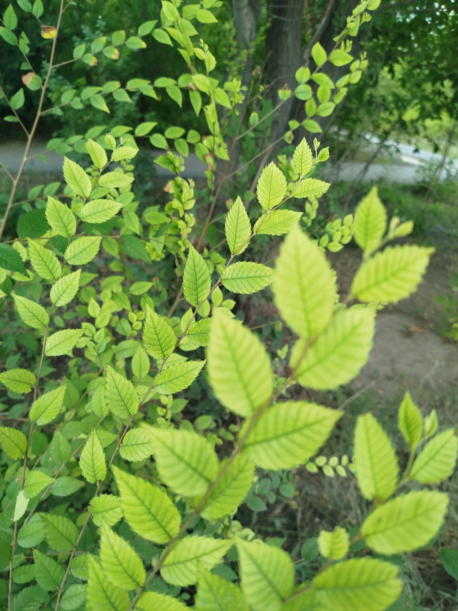 A close-up, slightly blurred shot focuses on a cluster of vibrant green leaves on thin branches. The leaves are ovate with serrated edges and prominent parallel veins. The background is a soft blur of darker green foliage, tree trunks, and a hint of grey pavement or dirt. The lighting suggests an outdoor, natural setting, possibly a park or garden. There are no people or animals visible in the image. The scene is serene and emphasizes the delicate beauty of the foliage.