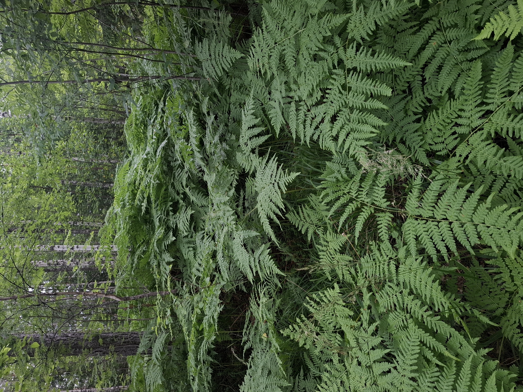 The image depicts a dense forest floor covered with lush green ferns. Tall trees, some with mottled bark, rise in the background, creating a canopy of green leaves. The ground is obscured by the thick fern undergrowth, with only hints of soil visible in the darker areas. The scene is serene and natural, evoking a sense of a wild, untamed environment. The location in the city of Mikkeli, Finland, suggests a boreal forest setting, characterized by its coniferous trees and understory vegetation like ferns. There are no people or animals visible in the image.