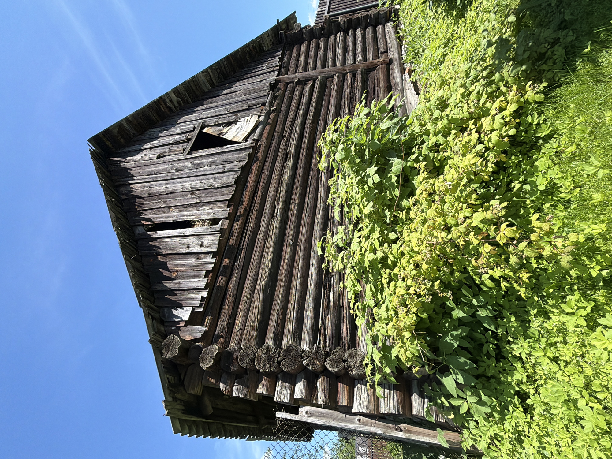 An abandoned, weathered log cabin stands tall against a clear blue sky in Novozavidovskiy, Russia. The cabin's wooden logs are dark and aged, with visible cracks and signs of decay. The roof appears to be made of corrugated metal, also showing signs of disrepair. A section of the roof is missing, revealing the interior. The cabin is partially overgrown with lush green foliage, including raspberry bushes laden with developing fruit, and other leafy plants that reach up towards the structure. A chain-link fence is visible to the left of the cabin, with a wooden post supporting it. The ground surrounding the cabin is covered in grass and other low-lying vegetation. The scene suggests a rural or semi-rural setting, likely in a natural environment, given the overgrowth and the clear sky.