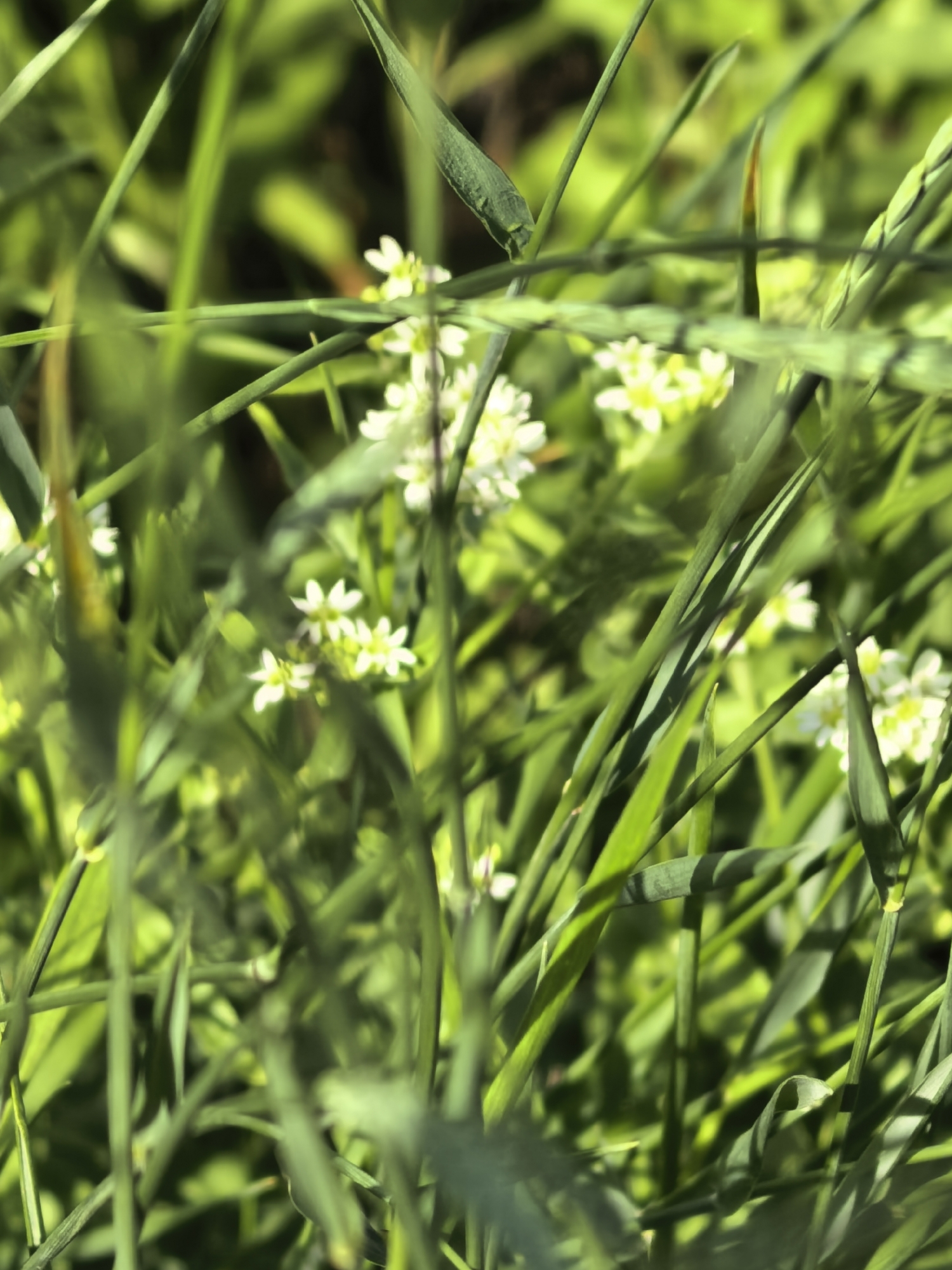 This is a close-up, shallow depth-of-field photograph of green grass and small white wildflowers. The grass blades are in various stages of focus, with some sharp and others blurred, creating a layered effect. Several clusters of tiny white flowers with yellow centers are visible throughout the frame, peeking out from between the grass. The lighting suggests a sunny day, with shadows cast by the grass blades. The background is a soft blur of green and darker tones, indicating a natural, outdoor environment. The location is described as Unknown, Unknown.