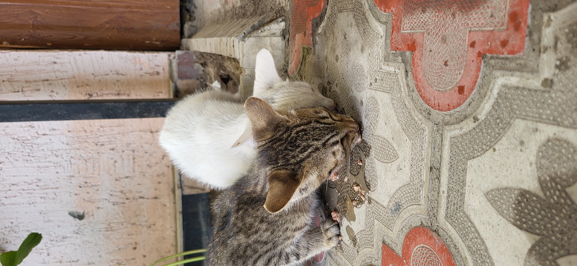 In Taldykorgan, Kazakhstan, two kittens are seen eating from a pile of food on a patterned tile surface. The kitten in the foreground has tabby markings and is reaching its head down to eat. Behind it, a white kitten is also eating, its head obscured by the foreground kitten. The environment appears to be outdoors, with a textured wall and a dark vertical post in the background. The tile pattern features red and gray elements.