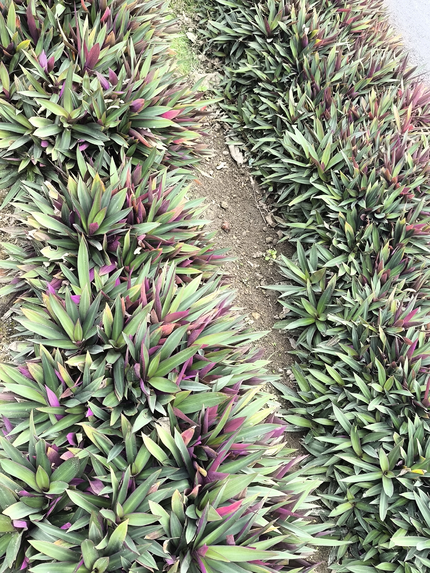 The image shows a dense planting of Tradescantia spathacea, commonly known as the Moses-in-the-cradle or oyster plant, in Cintaratu, Indonesia. The plants are characterized by their sword-shaped leaves, which are green on the upper side and a deep purple or magenta on the underside. The leaves are arranged in a rosette pattern, forming clumps that vary in size. The plants are growing in an outdoor environment, with a patch of dry soil visible between two rows of the planting. The ground appears to be a mixture of soil and small stones, with a few blades of grass interspersed. The lighting suggests it is daytime, with natural light illuminating the scene. There are no people or animals visible in the image.