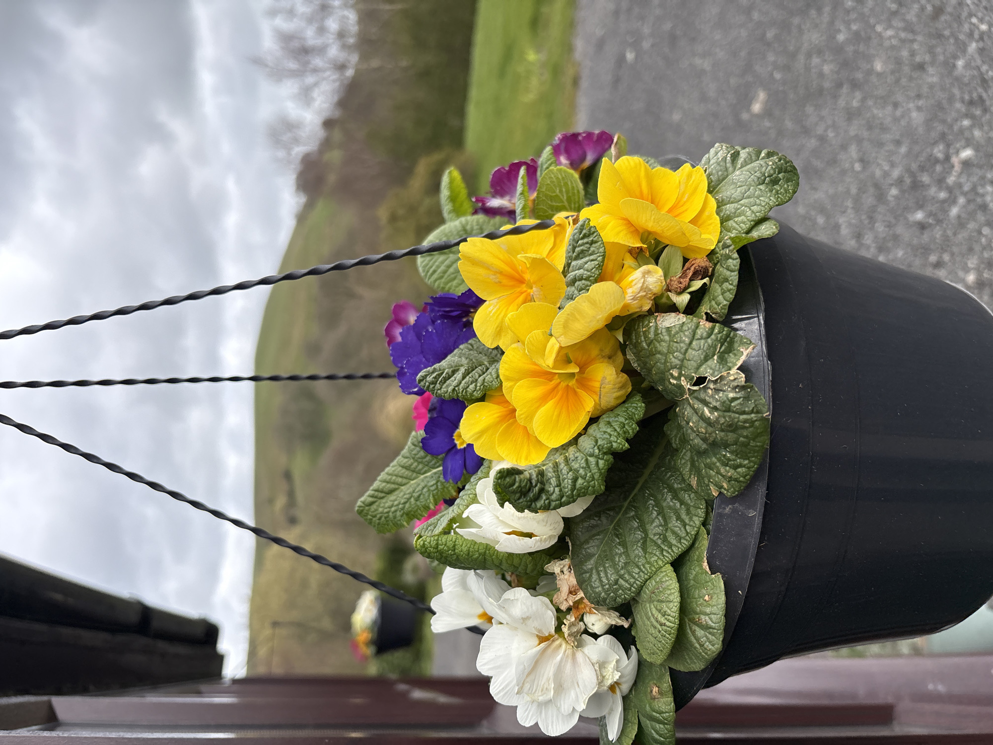 The photograph, taken in Wentnor, United Kingdom, depicts a hanging basket filled with an assortment of colorful primrose flowers. The primroses are a mix of yellow, purple, and white. The flowers are nestled among green leaves within a black plastic hanging basket. The basket hangs by twisted black wires. The background features a slightly blurred landscape with green fields and a cloudy sky. A portion of a brown wooden surface is visible at the bottom of the frame. A paved surface is partially visible to the right of the hanging basket.