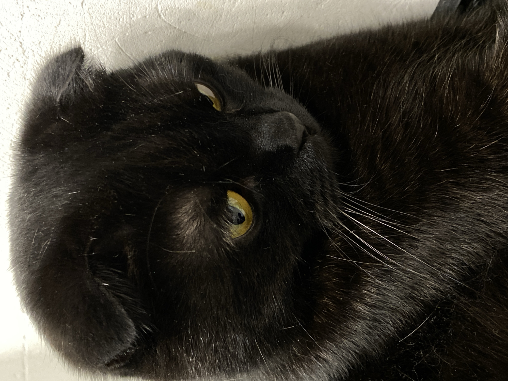 Close-up image of a black cat lying on its side, facing the camera. The cat has yellow eyes and white whiskers. The background is a blurry white surface. There is no evidence to suggest that this image was taken in Chaikovsky, Russia.