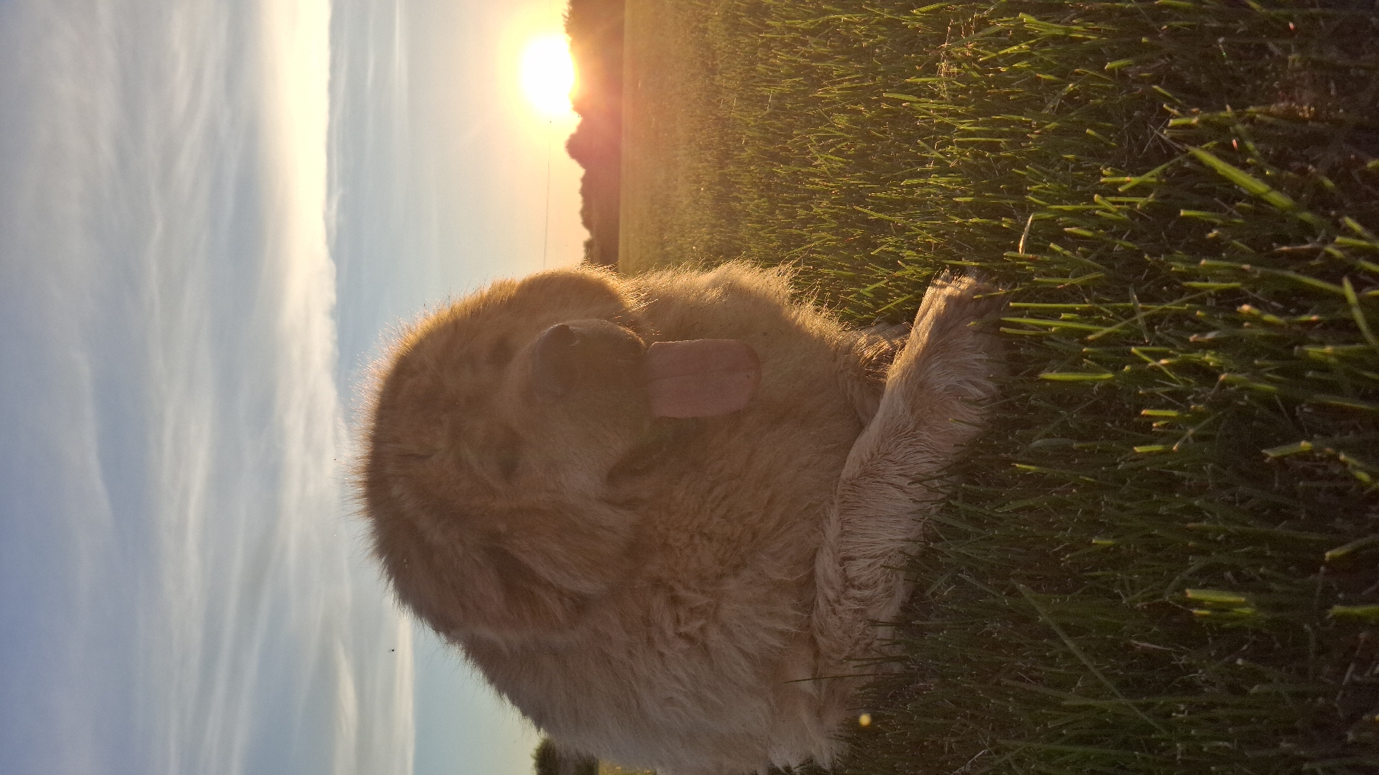 A large, fluffy, light-colored dog lies in a grassy field during sunset. The dog is panting, with its tongue hanging out. The sun is low in the sky, casting a warm glow on the scene. The sky is a pale blue with wispy white clouds. Trees are visible in the distance on the horizon. The foreground is filled with green grass, some of which is illuminated by the setting sun. The image appears to be taken in Kempelevo, Russia.