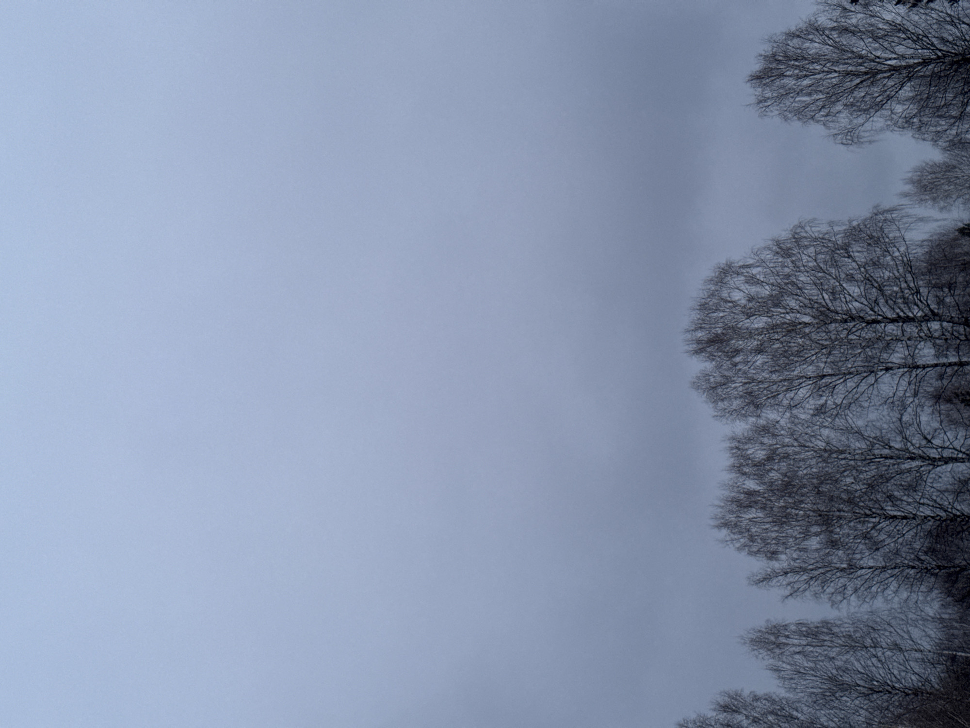 The image shows a view of trees silhouetted against a gray sky. The trees are bare of leaves, indicating a winter or early spring setting. The sky is uniformly overcast. The location is stated to be Вассята, Russia.