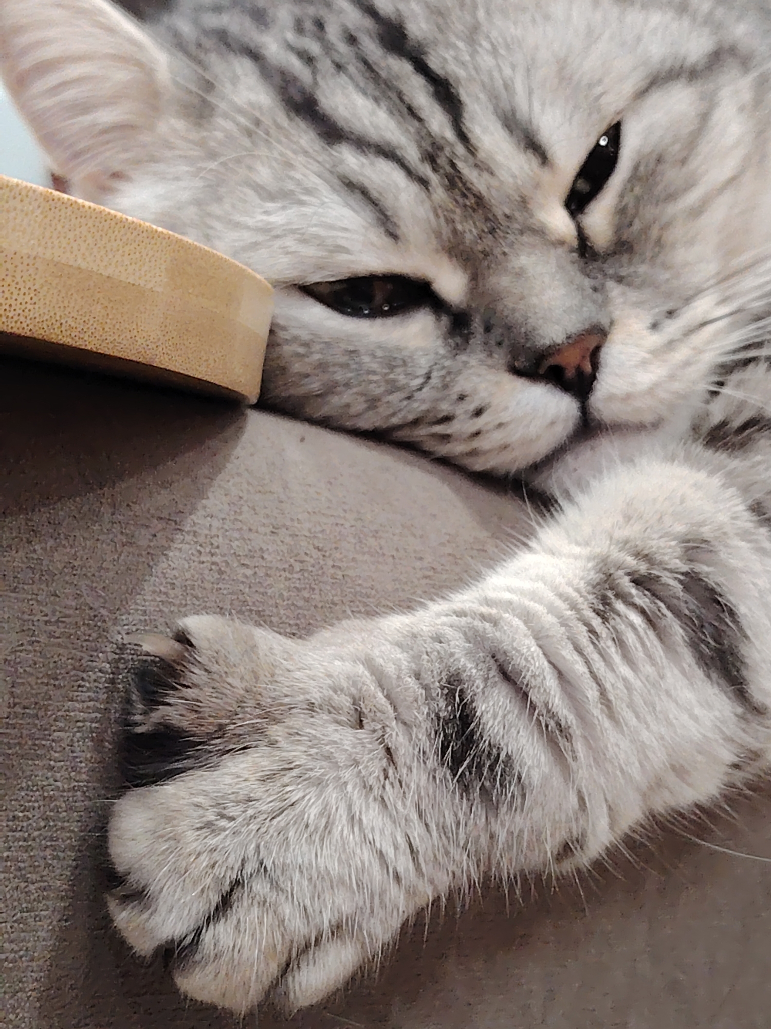 A close-up, eye-level shot captures a grey tabby cat resting its head on a textured grey surface, possibly a couch. To the left of the cat's head, a light-colored, curved object with a textured surface is visible, appearing to be made of wood or bamboo. The cat's right paw, with visible claws, rests on the grey surface in the foreground. The cat's fur is striped grey and white, and its eyes are partially closed, suggesting it is sleeping or very relaxed. The lighting is soft, creating subtle shadows. There is no indication of the location being in Novosibirsk, Russia.