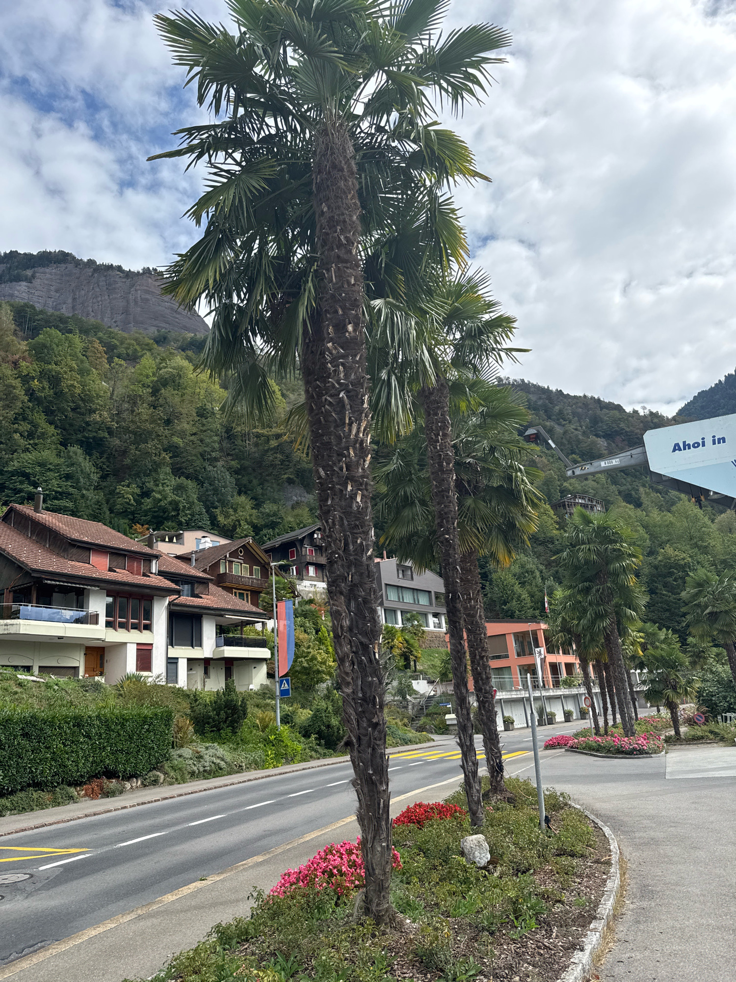 The image depicts a street scene in Vitznau, Switzerland, likely during the daytime under a cloudy sky. Several tall palm trees line the right side of the road, their fronds reaching towards the sky. The road itself is paved and has white and yellow lane markings. On the left side of the road, there are multi-story residential buildings with traditional tiled roofs and balconies. Behind the buildings, a lush, tree-covered mountainside rises steeply, with a prominent rock face at the top. In the distance, a cable car system is visible ascending the mountain, with a sign that reads "Ahoi in". The foreground is adorned with flowerbeds containing pink and red flowers. The overall impression is of a scenic, somewhat tropical-influenced mountain village.