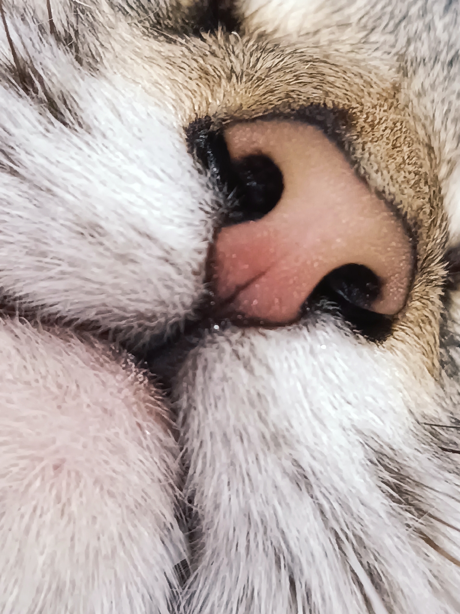 This is an extreme close-up macro photograph of a cat's nose and surrounding fur. The image focuses on the moist, pinkish-brown nose with visible nostrils. Long, white whiskers extend outwards, some appearing slightly blurred due to the shallow depth of field. The fur surrounding the nose is a mixture of gray, brown, and white, with individual hairs clearly discernible. The lighting appears to be soft, highlighting the texture of the fur and the wetness of the nose. There is no discernible location in the city of Noviy, Russia, as the image is solely of a domestic animal's facial features.