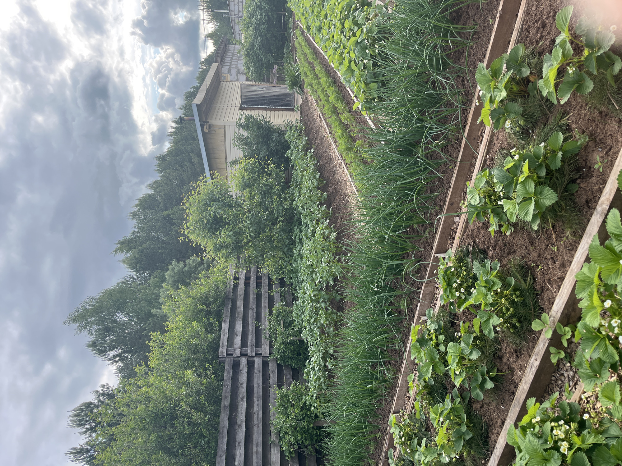 This media file captures an outdoor scene of a vibrant vegetable garden in Shud'ya, Russia, under an overcast sky. The image is oriented vertically (originally rotated 90 degrees clockwise).
The scene is dominated by several raised garden beds made of wooden planks, running horizontally across the frame. In the foreground and mid-ground, these beds contain various crops. On the right side, lush green strawberry plants with small white flowers are visible. To their left, long, thin green shoots, likely green onions or chives, grow in neat rows. Further back, centrally located, are orderly rows of smaller green plants, consistent with young carrots or similar leafy vegetables. Other leafy green bushes and plants are scattered throughout the beds on the left side of the garden.
In the mid-ground, behind the garden beds, stands a small, light-colored wooden shed or outbuilding with a corrugated metal roof and a small window. To the left of the shed, a rustic wooden fence or structure, possibly a trellis or part of a larger enclosure, is partially visible. The entire garden area is framed by a dense background of various green trees, both deciduous and coniferous, suggesting a rural or semi-rural setting. In the distance behind the shed, a structure made of cinder blocks can be seen, possibly an unfinished building.
The sky is filled with large, grey, cumulus clouds, indicating an overcast or partly cloudy day, though there are hints of brighter light breaking through, suggesting it is daytime. No people are visible, and no specific activity is taking place; the scene depicts a well-tended, flourishing garden. There is no visible text in the image.