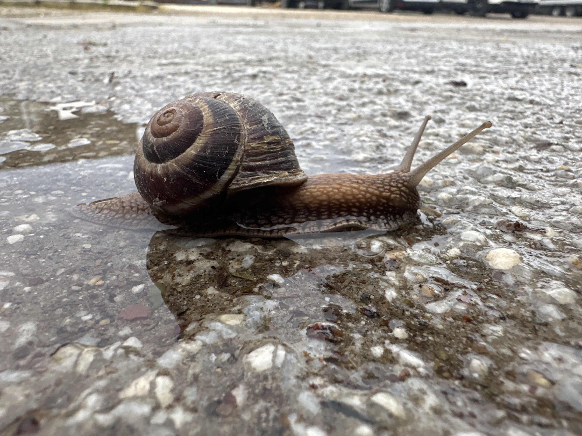 A close-up shot depicts a snail in a puddle, likely on a street or pavement in Plovdiv, Bulgaria. The snail's shell is a dark brown, spiraled pattern. Its body, visible underneath the shell, is mottled brown and tan. The snail has extended its antennae. The ground is wet, with small puddles reflecting the snail and surrounding environment. In the blurred background, parked vehicles are visible, suggesting an urban setting. The ground appears to be asphalt or concrete with small pebbles and stones.