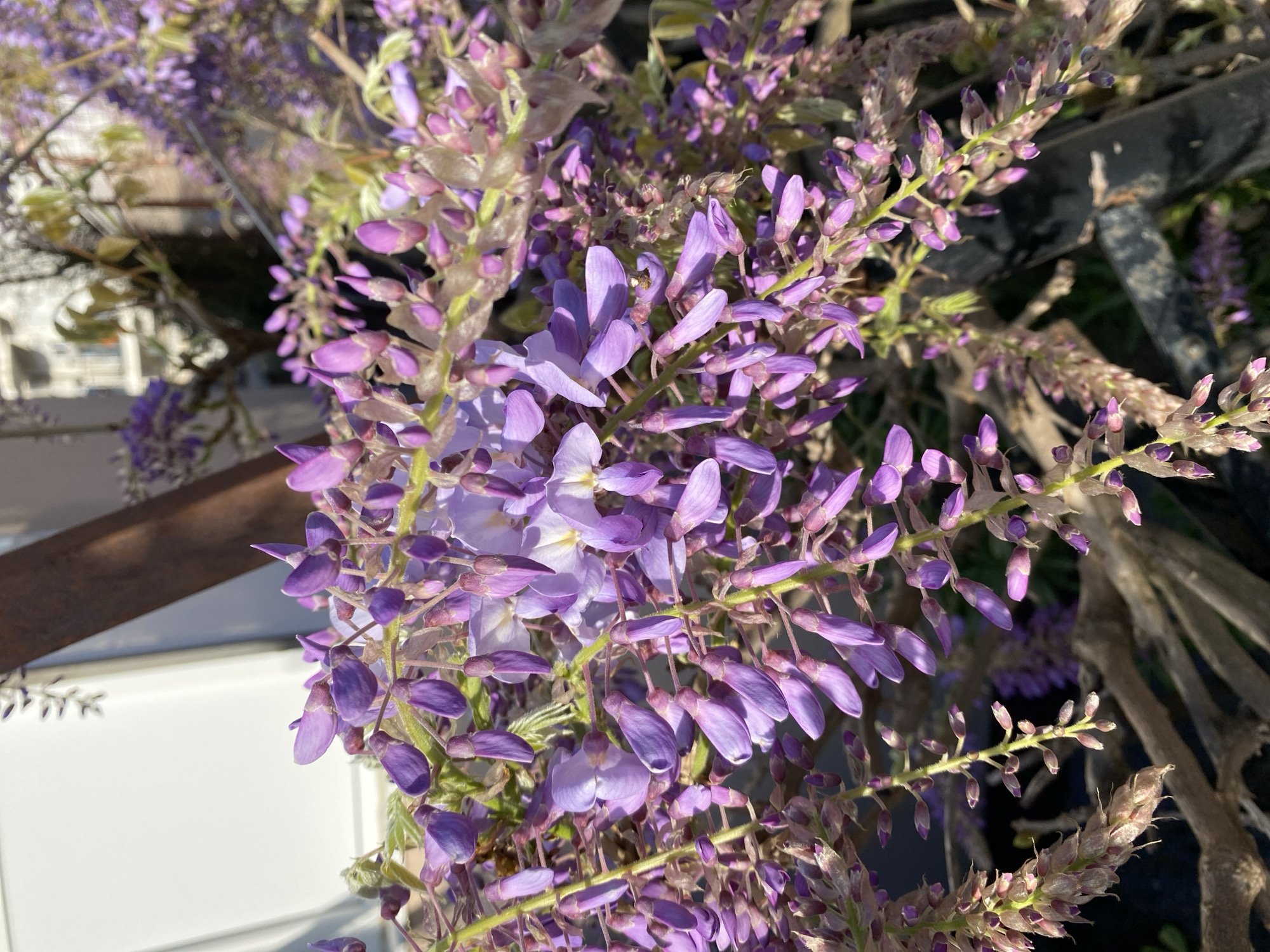 The image shows a close-up view of wisteria flowers in bloom. The flowers are predominantly purple, with some lighter shades. The plant is growing on a structure, possibly a trellis or fence, with dark-colored elements visible in the background. A portion of a white wall is visible in the lower left. There are no people visible in the image. The location is not discernible from the image. There is no evidence to suggest the location is in the city of Budva, Montenegro.