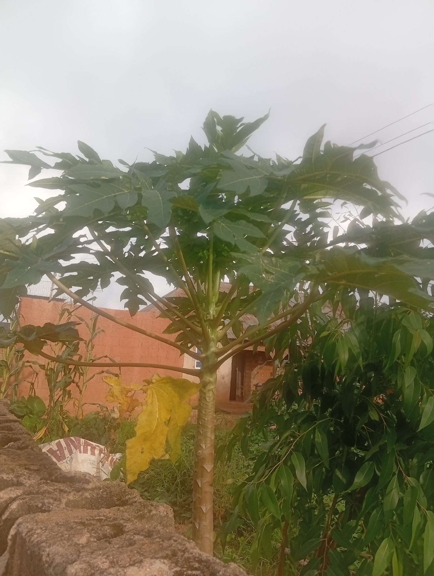 The image depicts an outdoor scene in Bokkos, Nigeria, under an overcast sky. The primary subject is a young papaya tree with large, palmate leaves, some of which are yellowing, indicating a possible change of season or nutrient deficiency. The tree's trunk is visible and shows the characteristic scars of previous leaf attachments.
Behind the papaya tree, a traditional building with reddish-brown walls and a corrugated metal roof is partially visible. To the left of the papaya tree, corn stalks are growing, suggesting an agricultural setting. In the foreground, a low wall constructed from rough, grey stones runs across the bottom of the frame. A white sack with red lettering is partially obscured by the wall and some of the surrounding greenery.
To the right of the papaya tree, another dense shrub or tree with smaller, elongated green leaves is present. The overall impression is one of a rural or semi-rural environment. The lighting suggests it could be daytime, but the overcast conditions create a diffused light. No people or animals are visible in the image. The scene conveys a sense of everyday life in a Nigerian community. The visible text on the sack is too blurry to be read clearly.