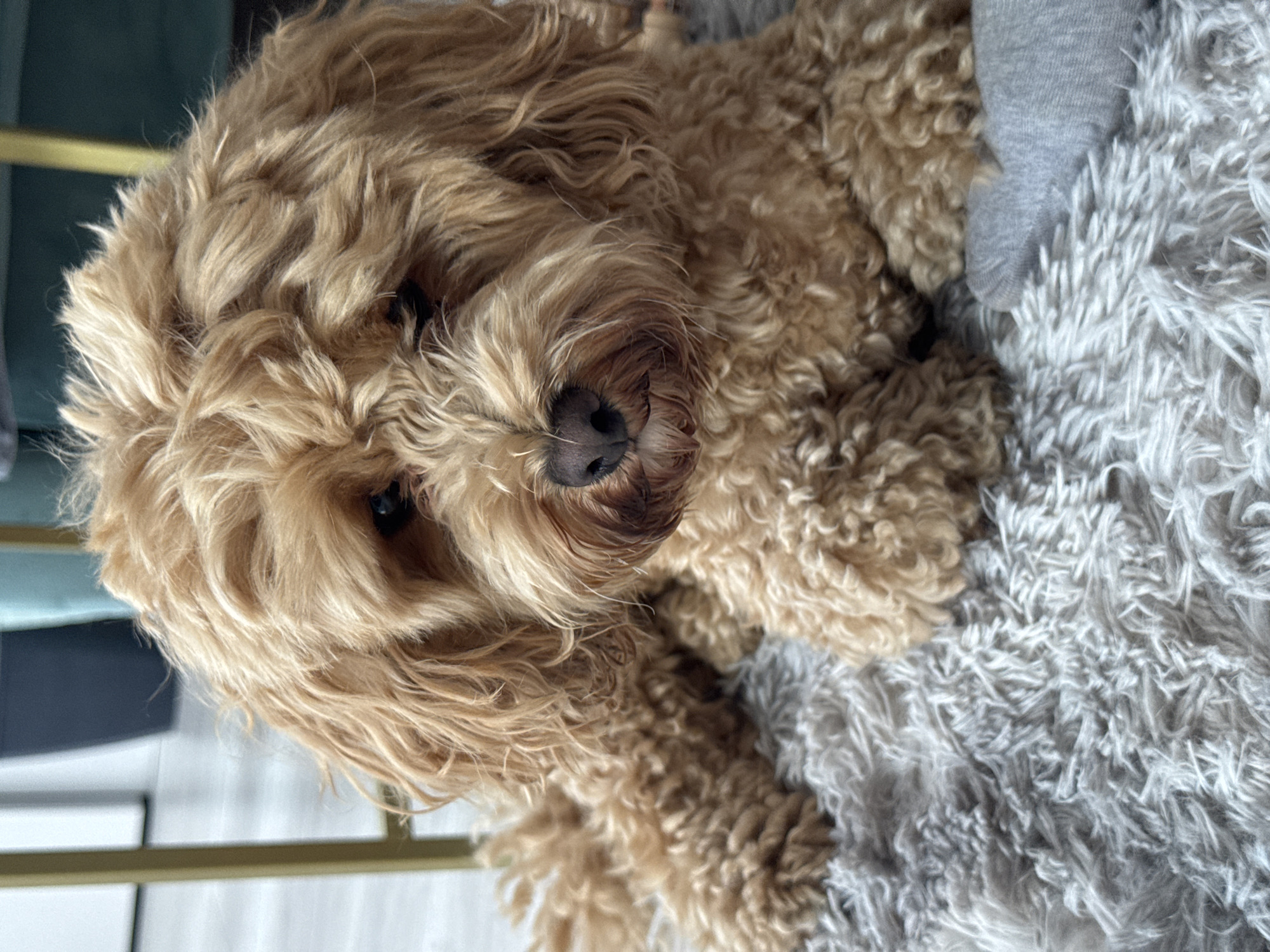 The image shows a close-up of a light brown dog with curly fur, lying on a fluffy grey rug. The dog's head is turned slightly towards the camera, and its eyes are visible. A light-colored object, possibly a toy or a piece of clothing, is partially visible on the rug to the right of the dog. In the background, a portion of a gold-colored metal structure is visible, along with a dark blurred area that might be furniture. The lighting suggests an indoor setting. The image does not provide any information about the location in Saratov, Russia.
