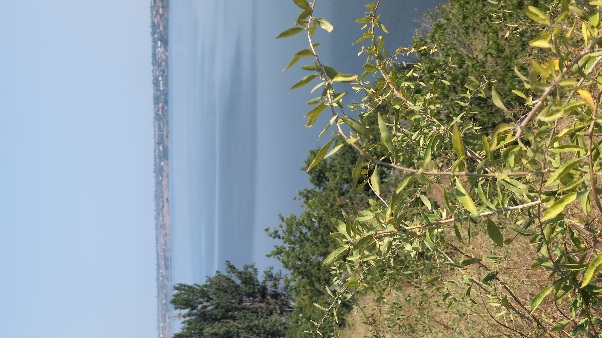 The image shows a landscape view from a high vantage point overlooking a body of water, likely the Southern Bug river near Mykolaiv, Ukraine. In the foreground, there are green leafy branches of a plant, with dry grass and brush visible on the slope below. Behind the vegetation, a wide expanse of calm, blue water stretches towards the horizon. On the far side of the water, a settlement with scattered buildings and trees is visible along a gently rolling landscape. The sky above is a clear, pale blue. The scene depicts a natural environment with signs of human habitation in the distance.