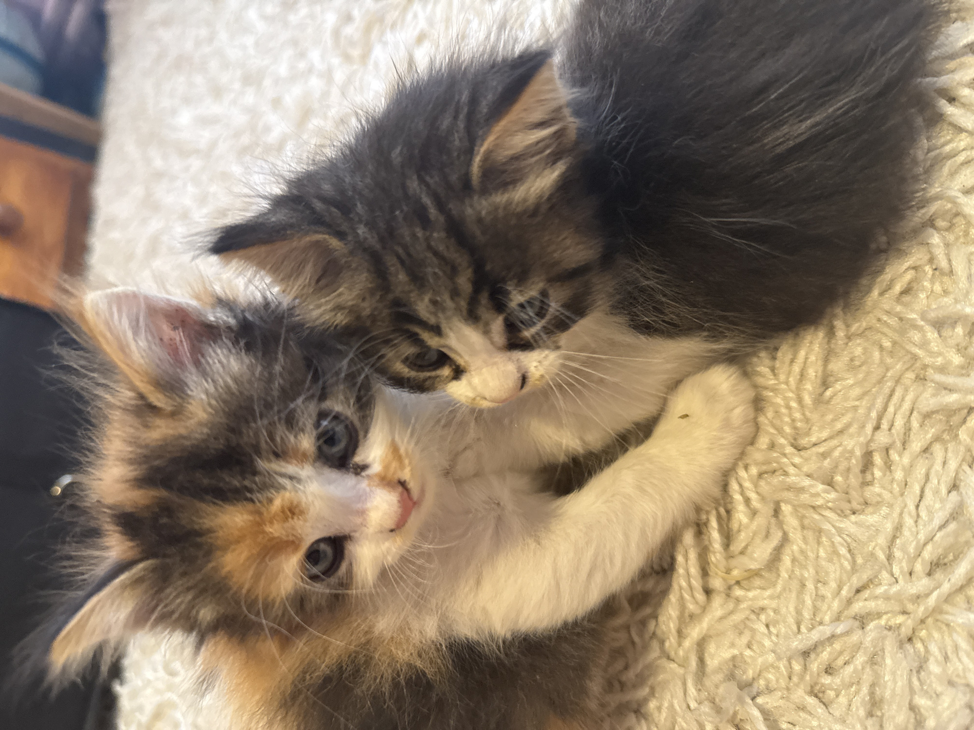 The image shows two kittens in close proximity on a cream-colored, textured rug. The kitten on the left has calico coloring with patches of orange, black, and white fur. It is facing forward, with blue eyes visible. The kitten on the right is a darker tabby color with black and grey stripes. Its head is turned towards the left kitten, with its fur appearing fluffy. The background is out of focus but suggests an indoor environment with a wooden surface visible. There is no indication of the city of Busmantsi, Bulgaria.