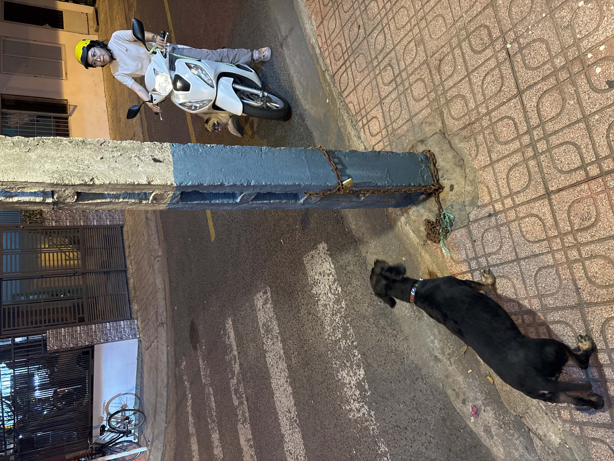 A medium shot captures a young woman wearing a yellow helmet and glasses, riding a white scooter with a pug. The woman is dressed in a casual white t-shirt and gray pants, and she is positioned on the right side of the frame. The pug is seated in front of her on the scooter, facing forward. To the left of the scooter, a rough concrete pillar stands, with a chain and padlock securing it. The pillar is painted with blue and gray sections.
In the foreground, a black dog is tethered to the pillar by a leash. The dog is facing away from the camera and appears to be looking towards the street. The ground is a mix of asphalt and tiled pavement. White stripes of a pedestrian crossing are visible on the asphalt.
In the background, a black metal fence with vertical bars runs along the edge of a building, suggesting this scene is located in a neighborhood or residential area. A bicycle is parked near the fence. The overall lighting suggests it is evening or nighttime. The setting appears to be a street in Nha Trang, Vietnam, based on the architecture and the presence of a scooter, common in Vietnamese cities.