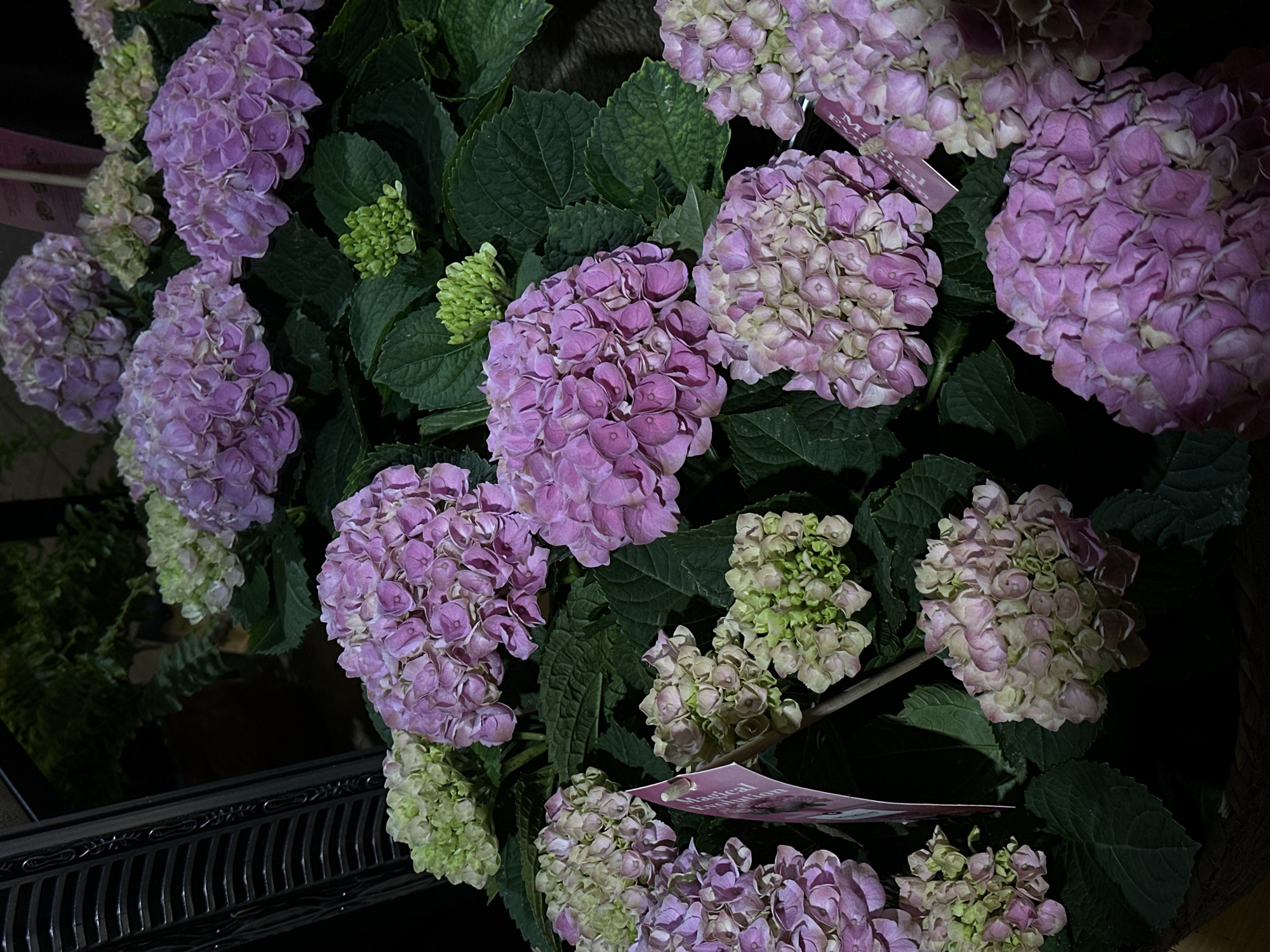 The image depicts a bouquet or collection of hydrangeas in varying shades of purple and green. The hydrangeas are arranged tightly together, forming dense clusters. Some of the flowers have a distinct purple hue, while others are transitioning to or are fully green. Green leaves surround the flower clusters, providing a backdrop. The scene is dimly lit. A price tag or informational card is visible among the flowers. The location, Chișinău, Moldova, is not discernible from the visual information provided in the image.