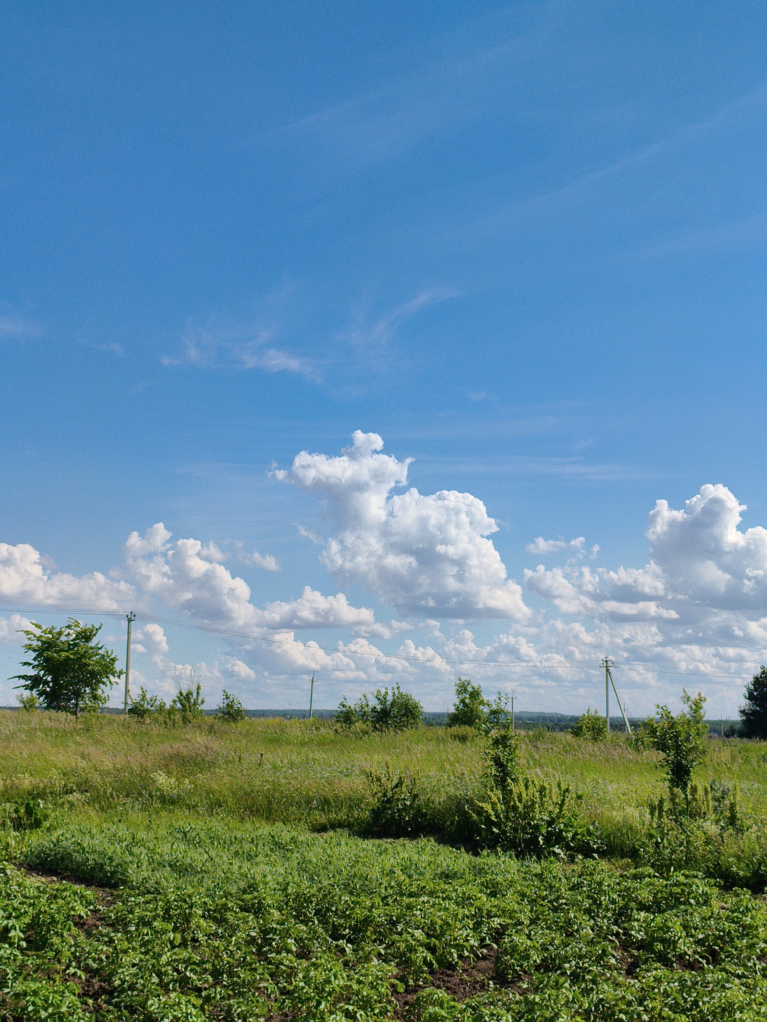 This media file captures a serene rural landscape under a vast blue sky dotted with fluffy white clouds. The scene depicts a cultivated field in the foreground, lush with green vegetation, likely crops. Beyond this field, a meadow stretches out, characterized by tall grasses and scattered bushes, leading towards a treeline in the middle ground. Power lines and utility poles are visible, suggesting the presence of rural infrastructure. The overall setting evokes a peaceful, sun-drenched day in the countryside.
The time of day appears to be midday or early afternoon, given the bright sunlight casting clear shadows and illuminating the landscape. The weather is fair and clear, with a blue sky and scattered cumulus clouds indicating pleasant conditions. The location, identified as Munayka, Russia, suggests a rural environment, consistent with the agricultural fields and open meadows depicted. There are no people or specific events visible, focusing solely on the natural and built environment. The mood conveyed is one of tranquility and natural beauty. No text is visible in the media file.