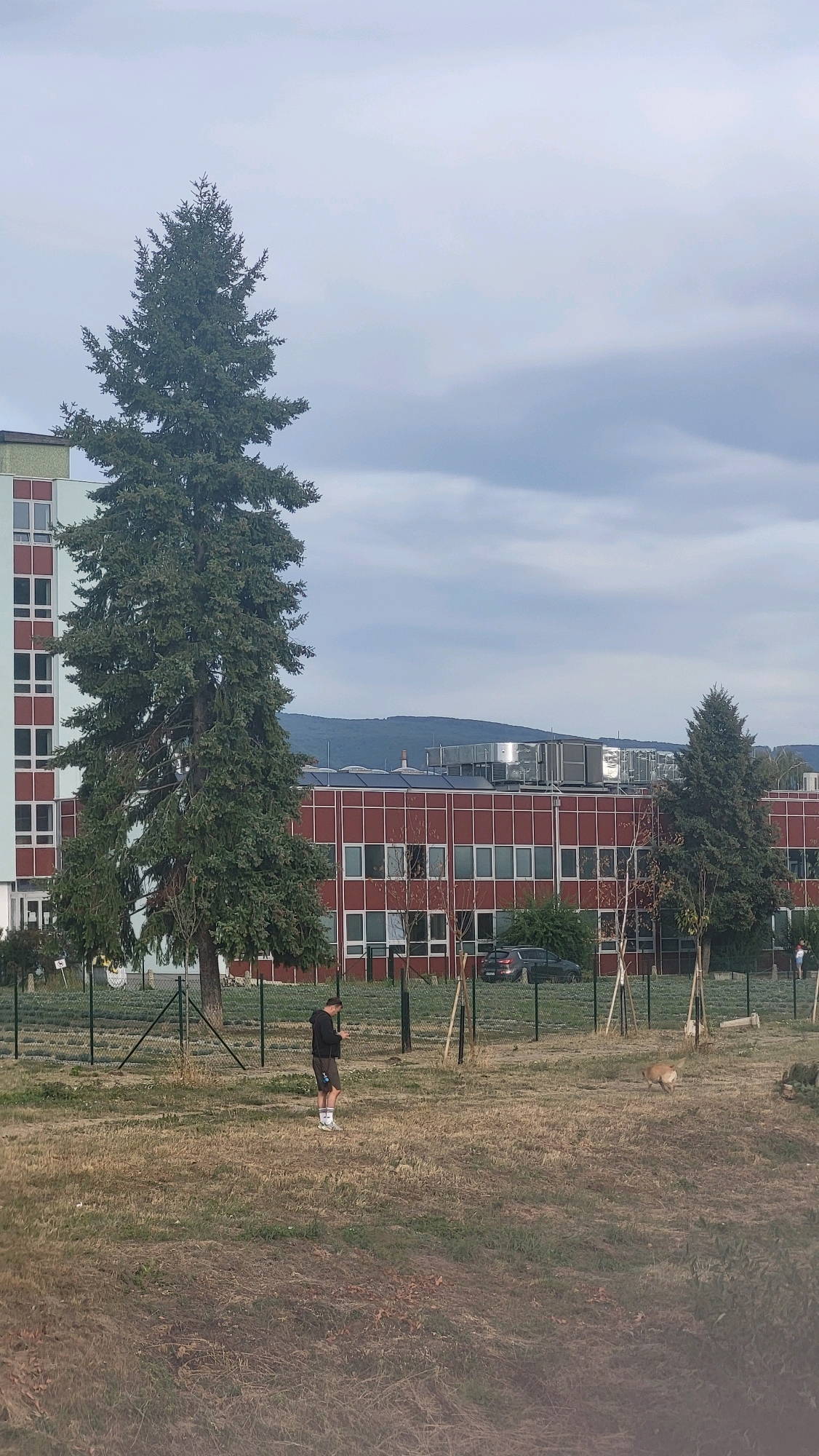 The image depicts an outdoor scene in front of an industrial or institutional building complex, possibly in Prešov, Slovakia, given the context. A large coniferous tree stands prominently to the left, partially obscuring a light-colored, multi-story building with red-framed windows. To the right, a longer, red-brick building with similar windows is visible, featuring large industrial ventilation units on its roof. A dark-colored car is parked near this building. In the foreground, a grassy area with dry patches is bordered by a green fence. A person wearing a black hoodie and shorts stands in the middle ground, facing left and appearing to be looking at a phone. To the right of this person, a light-brown animal, possibly a dog, is walking away. Several young trees on stakes are also present in the foreground. The sky is overcast with a mix of light and dark clouds.