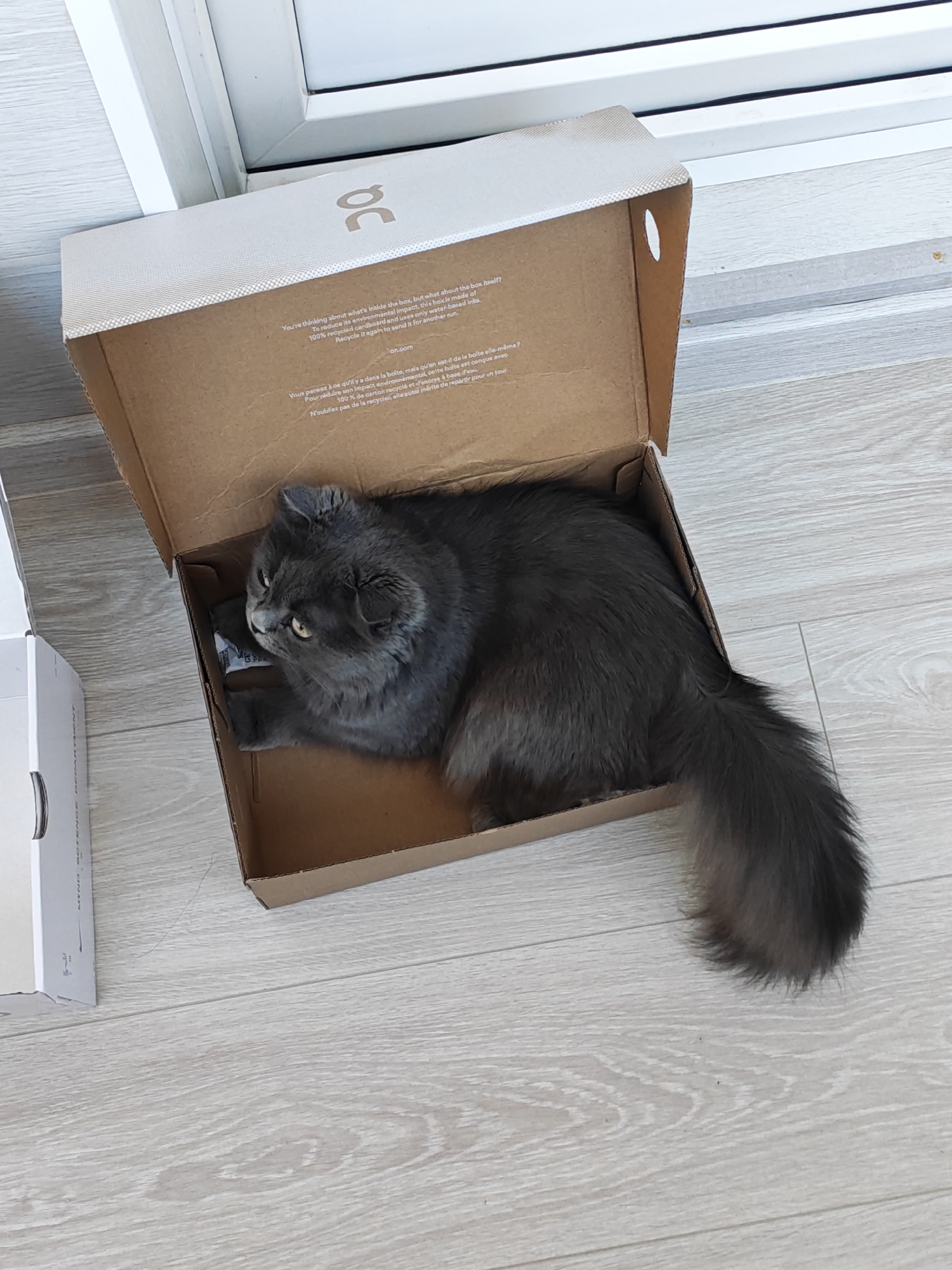 An adult, long-haired, gray cat with yellow eyes is lying inside a partially opened, light brown cardboard box. The cat is looking to the left of the frame, with its body facing towards the right. The box is placed on a light-colored wooden floor. To the left of the main box, a portion of another white box is visible. The background consists of a white doorway or window frame. The scene appears to be indoors. There is no indication of the location being in Bataysk, Russia.
