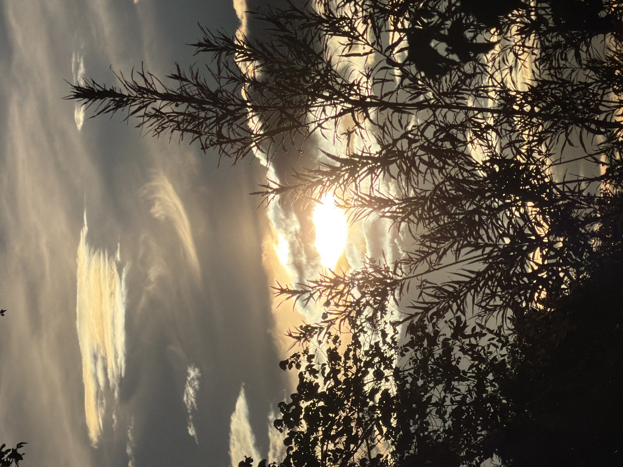 A photograph taken in Schifflange, Luxembourg, captures a dramatic sunset scene. Silhouetted against the sky are the dark shapes of trees and foliage, with a prominent, tall stalk-like plant with narrow leaves dominating the right side of the frame. On the left, a cluster of deciduous trees with broad leaves is also visible. The sky is filled with a mixture of dark, heavy clouds and lighter, wispy formations. The setting sun is partially obscured by clouds, creating a bright, luminous glow that casts warm, yellow and orange light on some of the cloud edges. The overall impression is one of a natural landscape at dusk, with the stark silhouettes of vegetation contrasting with the ethereal light of the sunset.