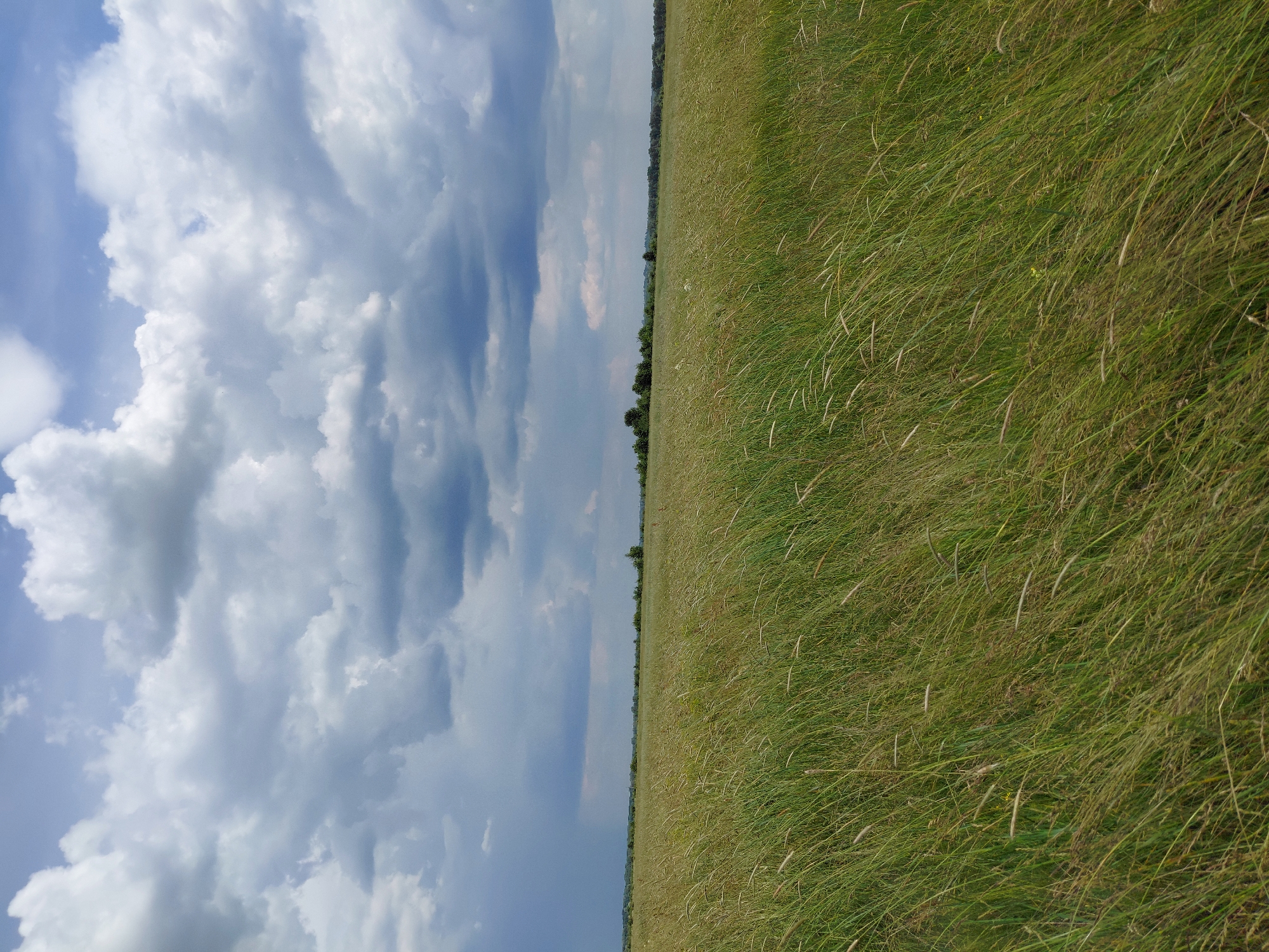 This image depicts a wide-angle view of an expansive, uncultivated grassy field under a dynamic sky, located in Unknown, Unknown. The foreground is dominated by dense, long green and light brown grasses, many of which exhibit a slight blur or directional tilt consistent with wind movement. Some lighter seed heads are visible among the grass blades. The field recedes towards a distant, flat horizon line. Along the horizon, a narrow strip of dark green foliage indicates a treeline or dense shrubbery. The sky occupies roughly the upper two-fifths of the image. It features a mixture of large, fluffy white cumulus clouds and darker, heavier grey stratus clouds, particularly towards the left and center-right. Patches of lighter blue sky are visible between the clouds, notably in the upper right quadrant. No people, structures, or artificial objects are present within the frame. The overall light suggests daytime, possibly late morning or afternoon, with the cloud cover creating diffused lighting conditions.