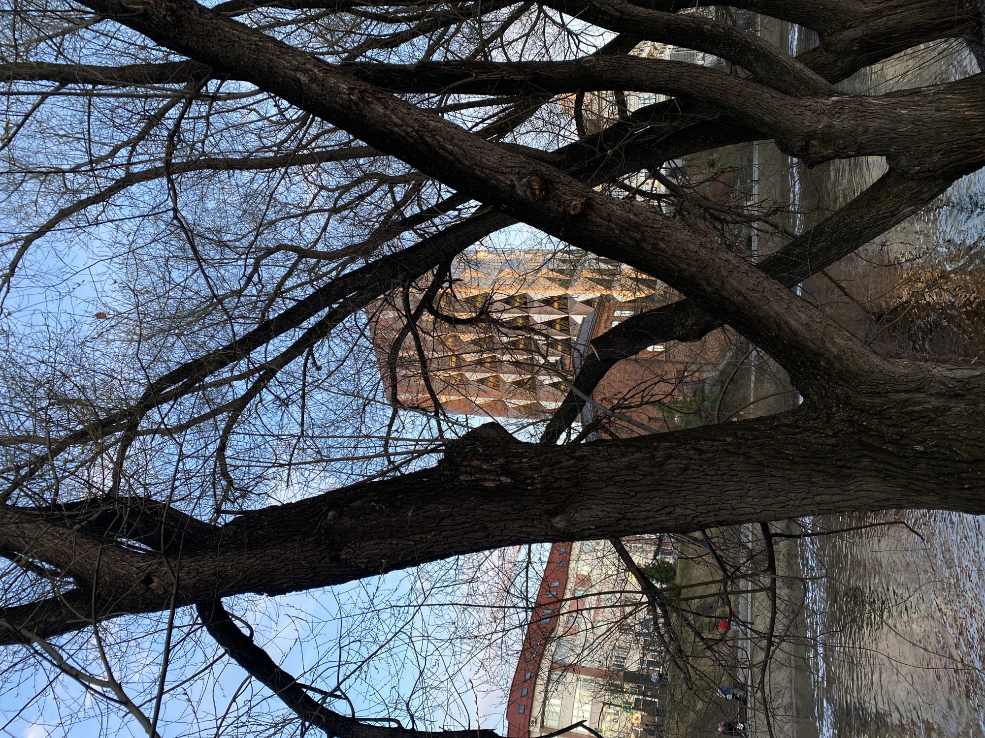 The image presents a view looking up through the branches of a tree towards buildings and a body of water, likely a river, in the city of Yekaterinburg, Russia. The tree is in the foreground, with bare branches filling much of the frame, suggesting it is autumn or winter. Through the gaps in the branches, glimpses of architectural structures are visible, including a modern building with an angular facade. Further below is a building with red brick. There is water visible and some people are walking along the riverbank. The sky is seen in the background, appearing pale blue.