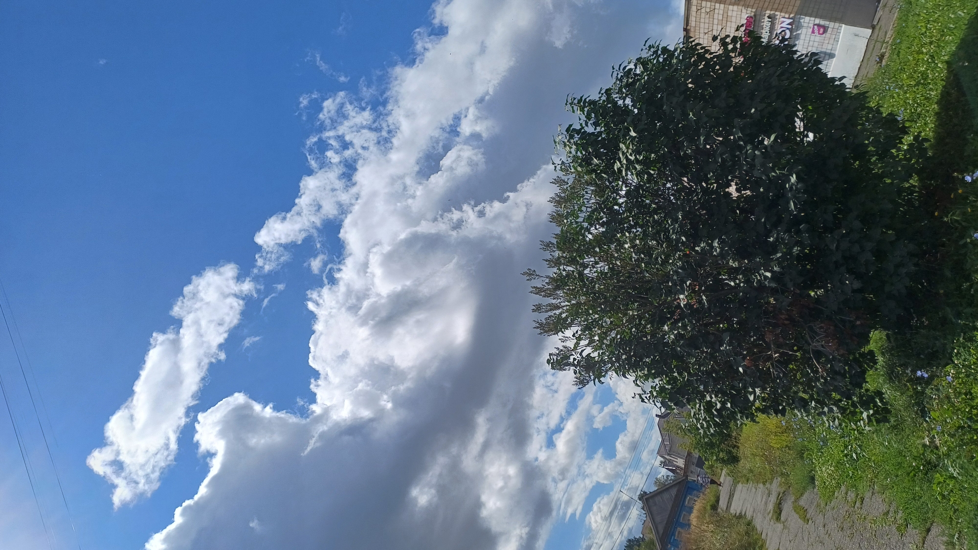 The image depicts a street scene in Izhevsk, Russia, under a partly cloudy sky. A large, leafy tree dominates the foreground, casting a shadow on the grassy verge. To the left, a paved pathway winds past a few residential buildings with distinctive blue window frames and wooden siding, suggesting a older neighborhood. A single person is visible walking on the path. In the background, a commercial building with a brick facade and signage, including the word "Маркет" (Market) and "ON" in stylized lettering, is present. The sky is a vibrant blue, with dramatic, billowy clouds scattered across it. A thin power line stretches across the upper portion of the frame. The overall impression is one of a casual, everyday scene in a Russian provincial town on a bright, overcast day.
