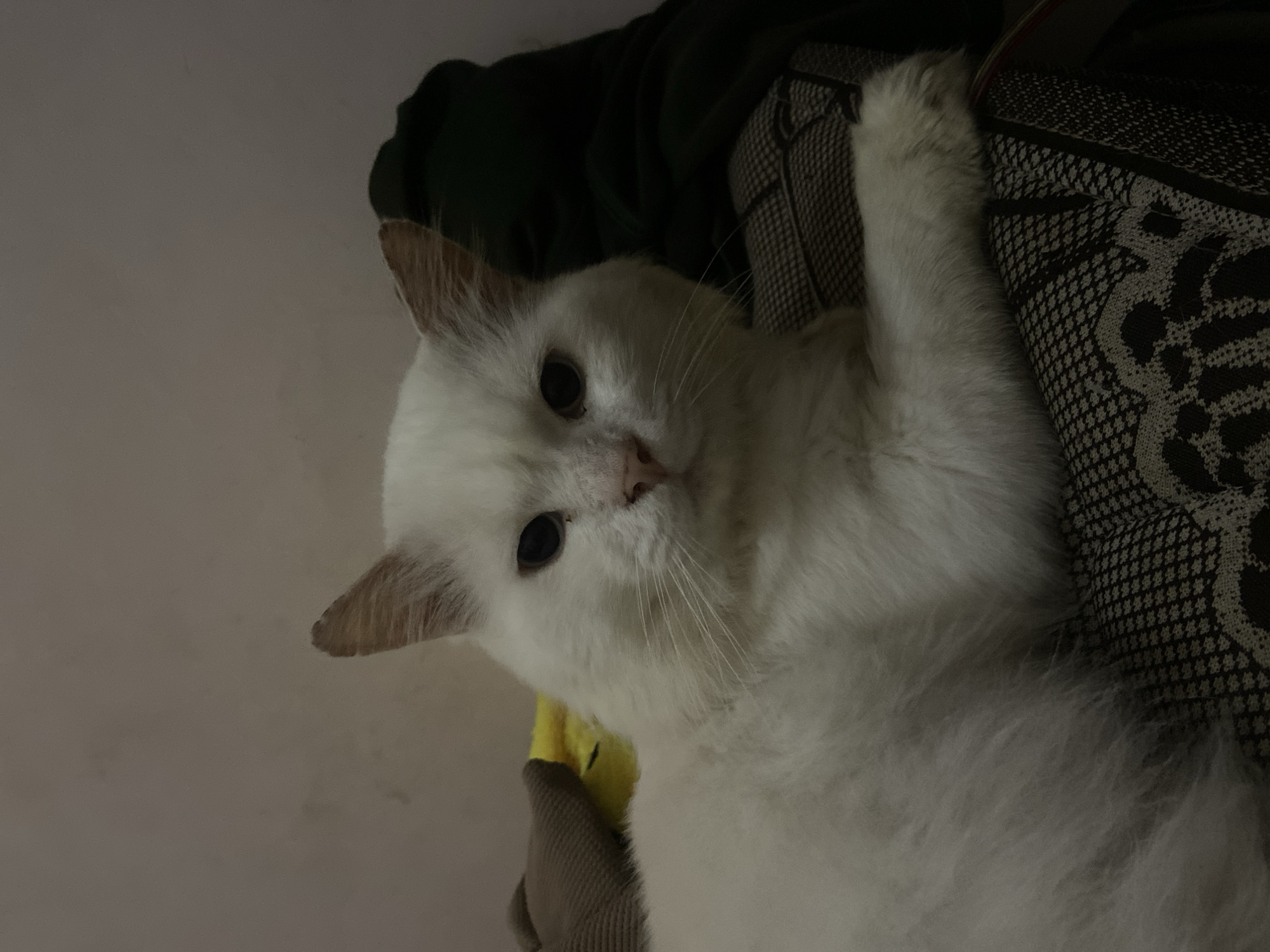A medium shot shows a white cat with fluffy fur lying on a patterned surface. The cat is facing the camera, with its eyes open and looking forward. Its ears are perked up, and its whiskers are visible. The background is dimly lit and appears to be a wall with some textured objects. The cat's left paw is resting on the patterned surface, which seems to be a blanket or cushion. The overall lighting is low, creating a slightly shadowed effect on the cat and its surroundings. There are no people or other animals visible in the image. The location is not discernible from the image, and there are no elements to indicate it is in Girijaya, Indonesia.