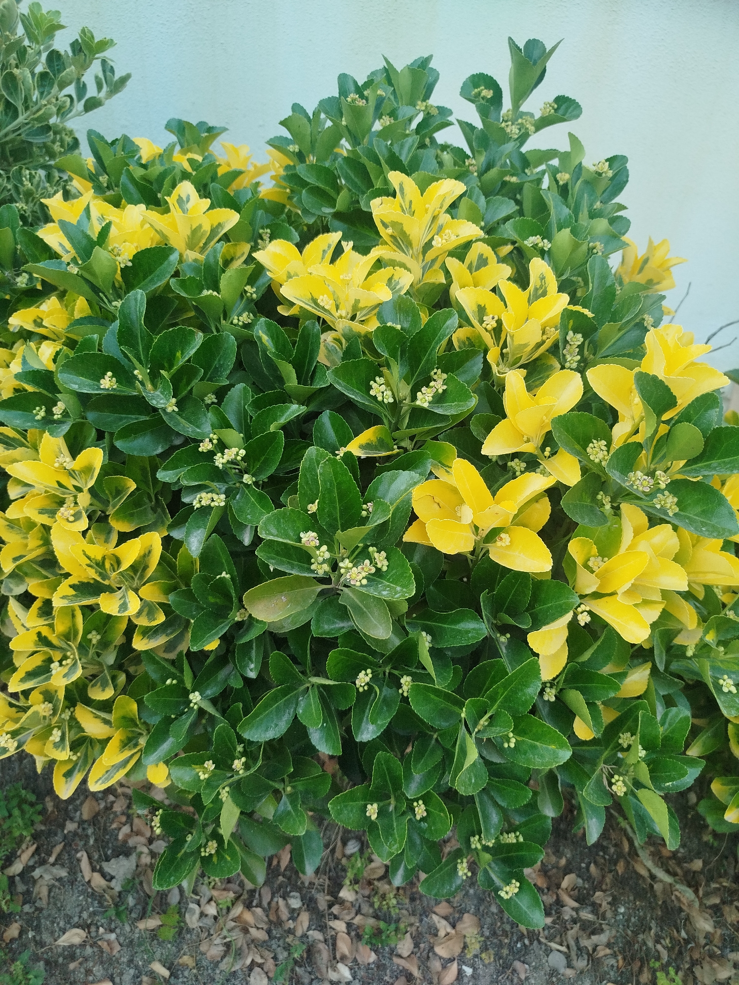 This media file is a close-up, eye-level shot of a variegated evergreen shrub with bright yellow and green leaves. The shrub is densely packed with foliage, and small, light-colored buds are visible throughout. The background is a lightly textured, pale blue wall. The lower part of the image shows the ground covered with soil, fallen leaves, and some sparse green plants. The lighting suggests it is daytime, and the scene appears to be outdoors. There is no visible text in the image. The focus is entirely on the plant and its vibrant coloring, creating a visually appealing natural display. The overall impression is one of lush growth and the stark contrast between the yellow and green variegation.
