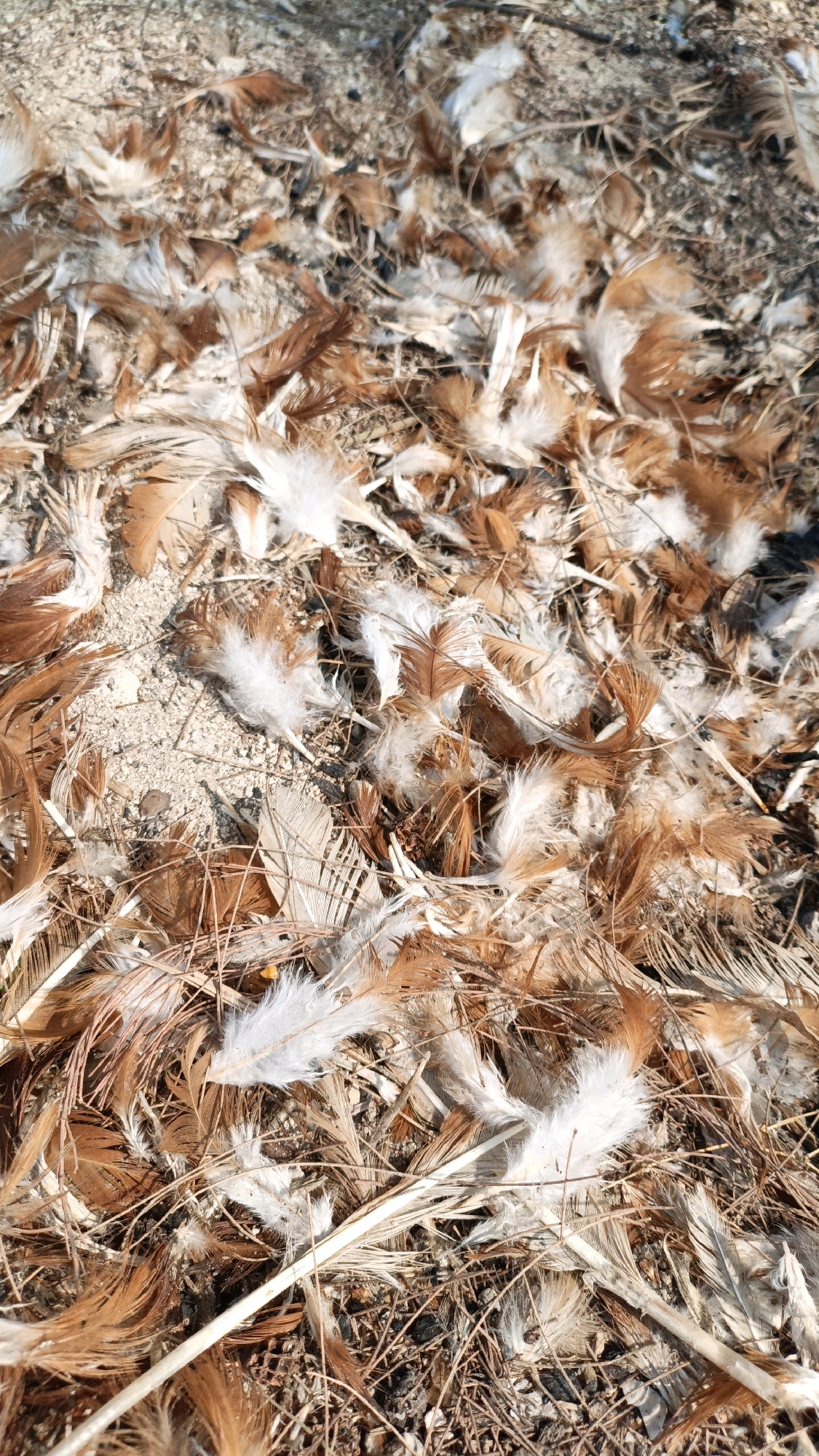 The image displays a close-up, overhead view of a scattering of brown and white feathers on dry, sandy ground mixed with small twigs and dried grass. The feathers vary in size and fluffiness, with some appearing as downy tufts and others as more defined flight feathers. The lighting suggests a sunny outdoor environment. There are no people, animals, or structures visible in the image. The ground surface is textured and appears to be a natural outdoor terrain. The location of Cikal, Indonesia, is not depicted in the visual content of the image.