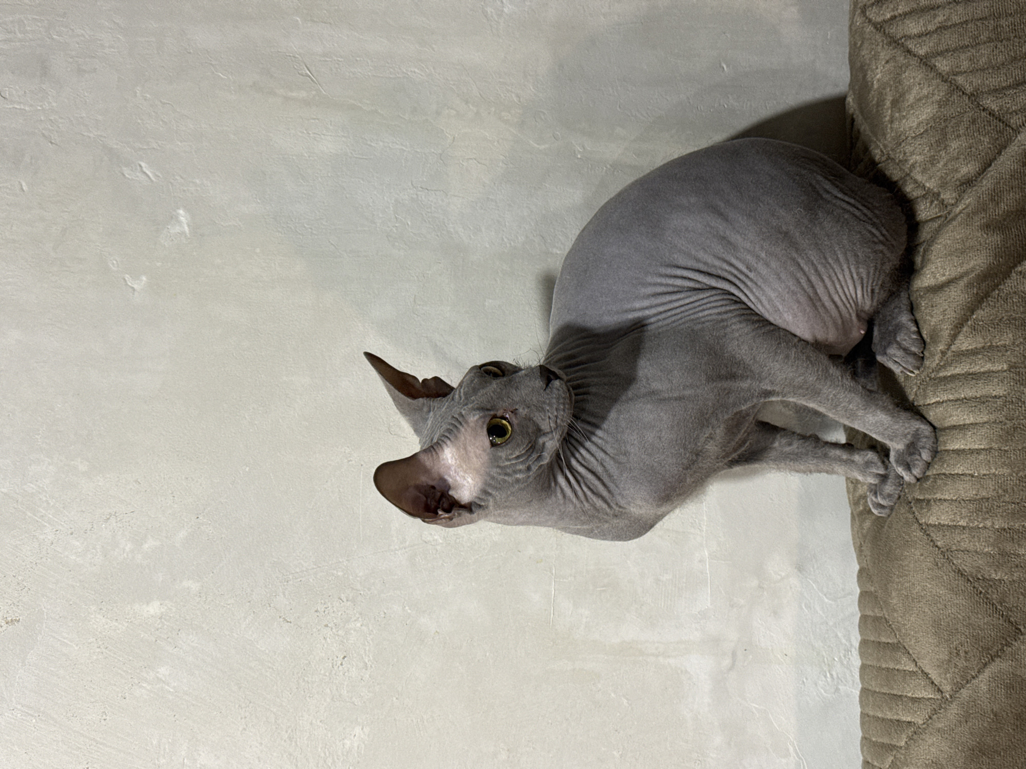 An indoor, vertically oriented shot features a gray Sphynx cat. The hairless feline is positioned on the right side of the frame, with its body somewhat curled. Its head is tilted upwards and to the left, and its large, pointed ears are prominent. The cat's eyes are a distinct bright green or yellow, fixed on something outside the frame. Its characteristic wrinkled skin is visible across its body.
The cat is resting beside a textured, brownish-gray fabric object, which appears to be a piece of upholstered furniture like a sofa arm or a pet bed, showing a ribbed or quilted pattern. The background on the left is a light, neutral-colored wall with a subtle, uneven texture, possibly concrete or stucco. The lighting is soft, creating gentle shadows that add depth to the cat's form and the textures of the surroundings. The overall impression is one of a domestic setting. No people or visible text are present in the image. This scene is located in Votkinsk, Russia.