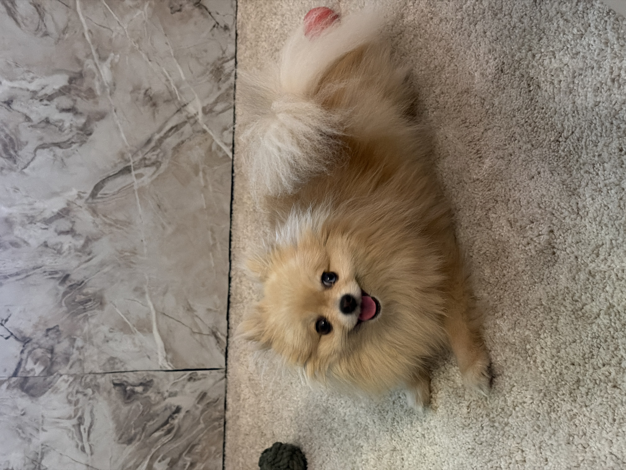 A fluffy, tan Pomeranian dog is lying on a light beige carpet. The dog's mouth is open, and its tongue is visible. Its tail is curled over its back, and there is a red object attached to the tip of its tail. In the background, there is a wall with a marble-like pattern. To the left of the dog, there is a dark green, textured ball. The scene is indoors. There is no indication of the location being in Barcelona, Spain.