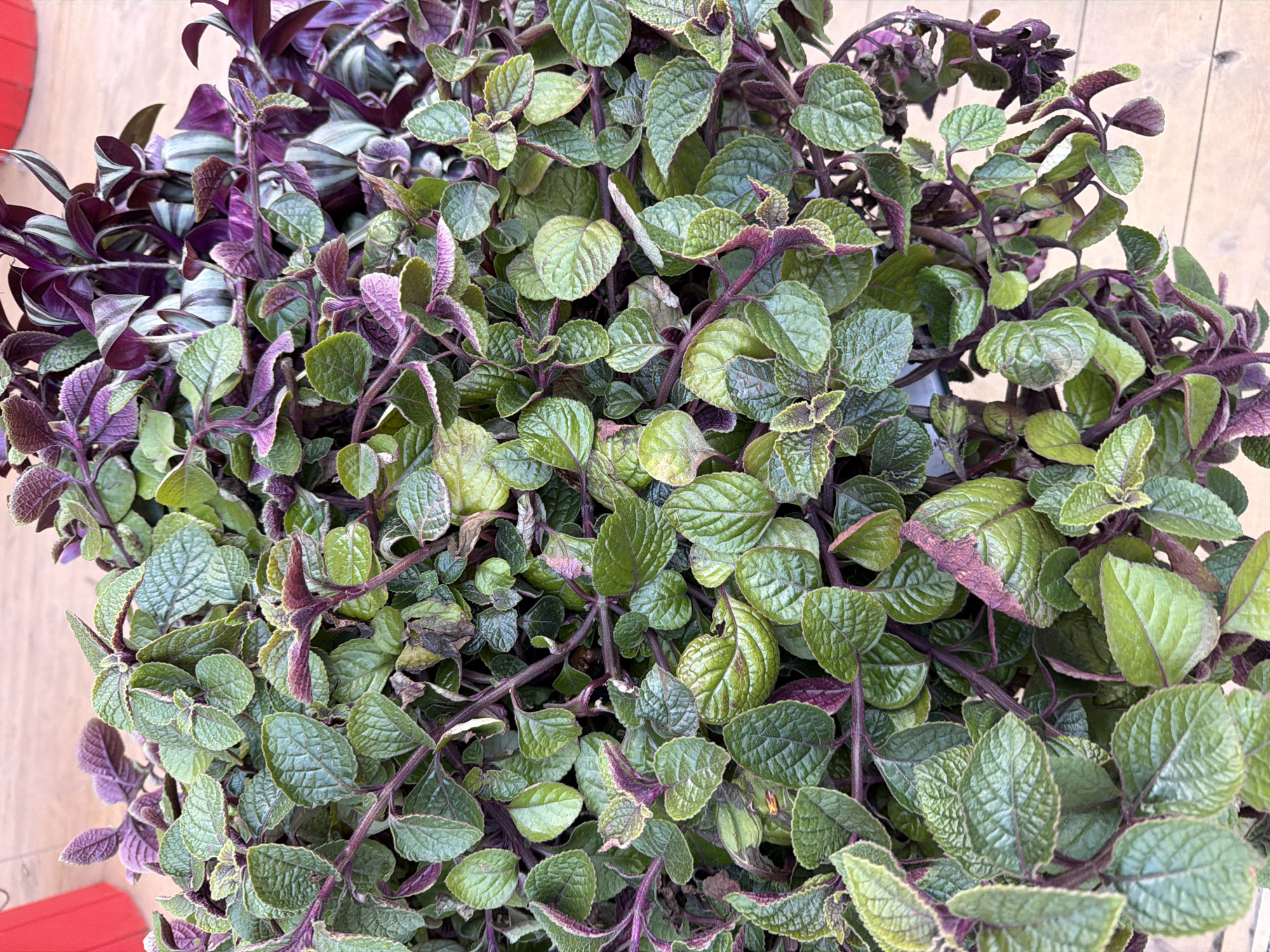 The image is a close-up shot of a lush, vibrant plant arrangement. The plants feature a mix of green and purple hues, with some leaves exhibiting a textured or velvety appearance. The arrangement appears dense and full, possibly potted or growing in a container. No location-specific information (like the city of Moscow) can be determined from the visual content of the image. There are no people or actions visible in the scene. The environment is indeterminate beyond the presence of the plants and the background which appears to be wood.