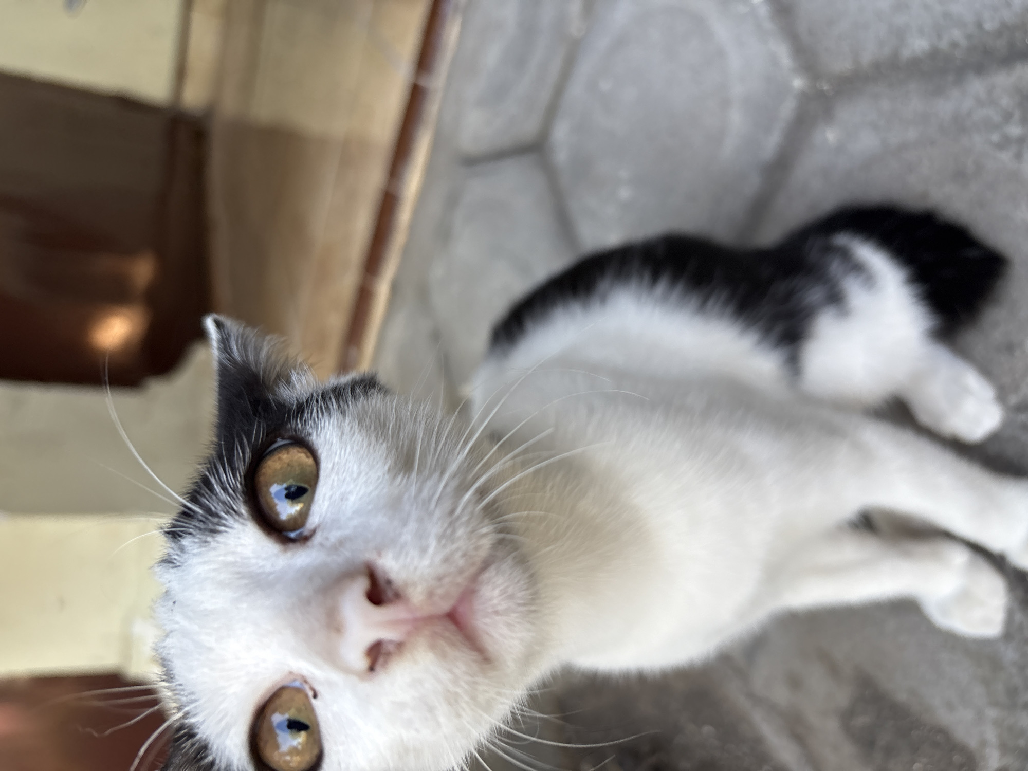 A close-up, low-angle, eye-level, outdoor shot captures a black and white cat sitting on a gray patterned tile surface. The cat is facing the camera with its head tilted slightly upwards. Its eyes, with golden irises and dark pupils, are wide and reflect the ambient light. The cat's nose is pink, and its whiskers are prominent. The fur is primarily white with black markings on its ears and a patch extending down its back and tail. The background is blurred, showing a light-colored wall and a dark brown doorway or structure. The scene appears to be in a residential or public outdoor area, potentially in Gadingrejo, Indonesia, as suggested by the tile work and architectural style.